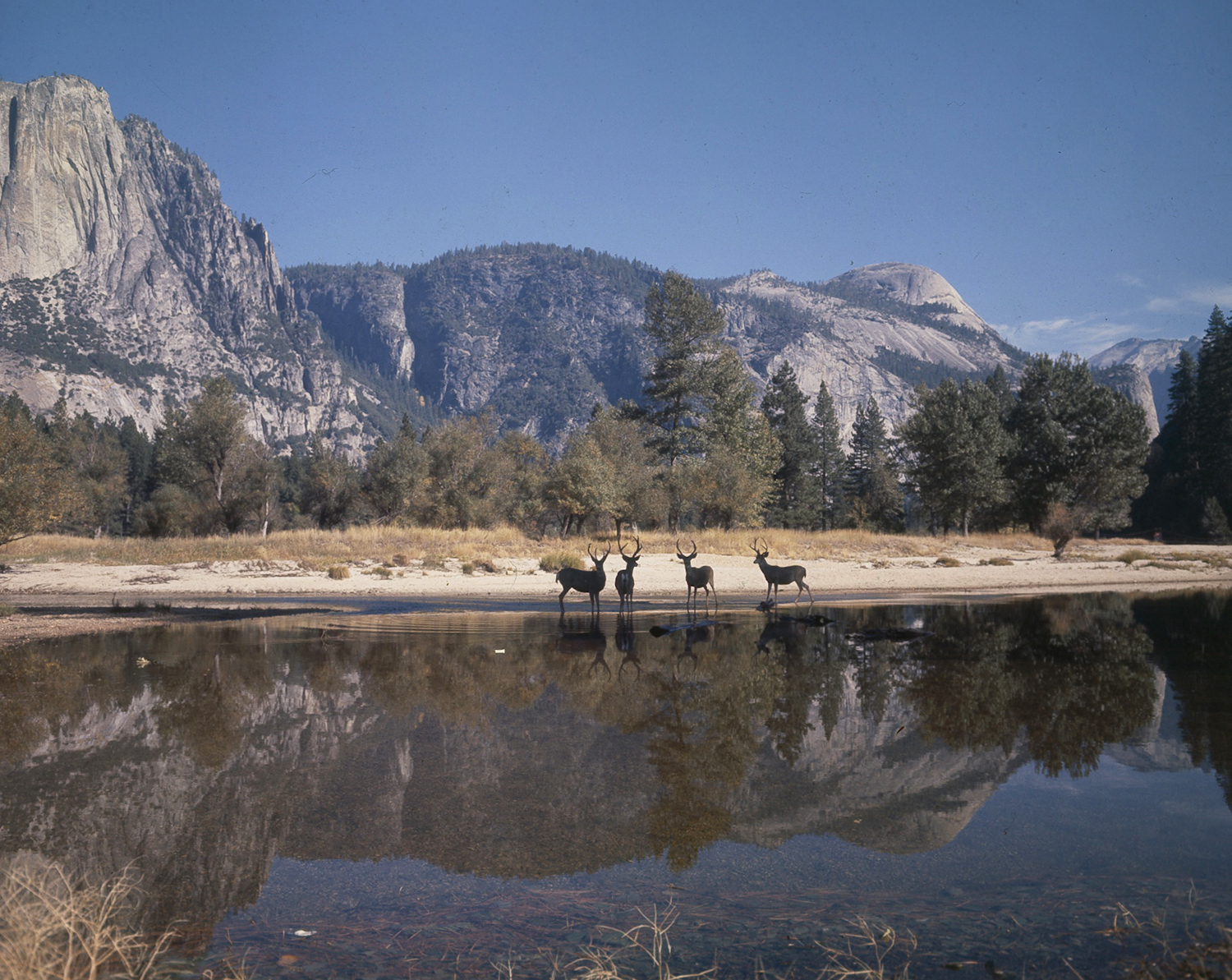 At Yosemite National Park, four bucks gather to drink at the edge of the Merced Rover under the rock formations of El Capitan (far left) and North Dome (center, right) which rise above the unspoiled wilderness.
