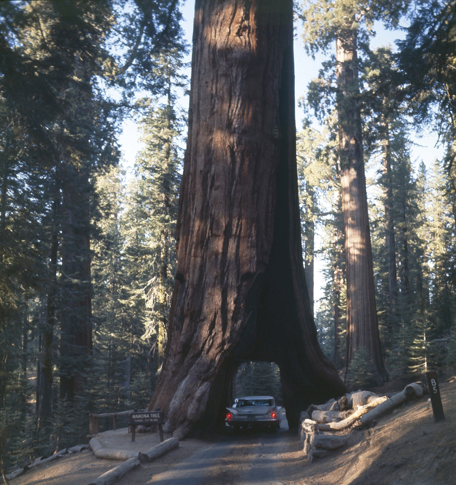 Driving through the famed Wawona Tree (est. 2,300 years old), Mariposa Grove, Yosemite National Park, 1960. The tree fell in 1969.