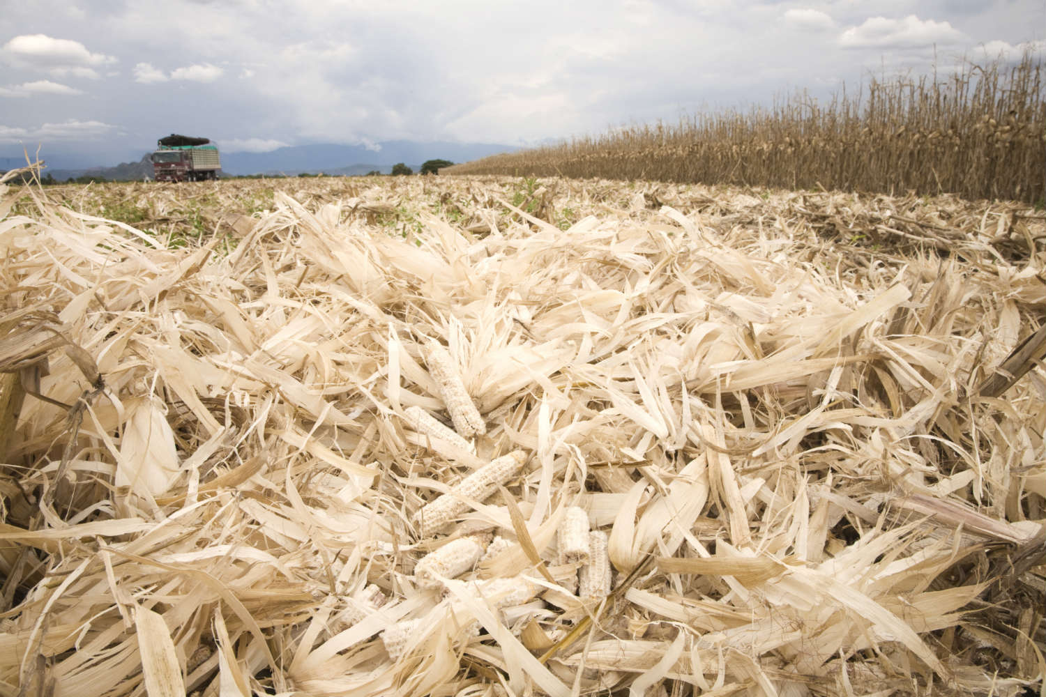 Corn waste used for biofuels