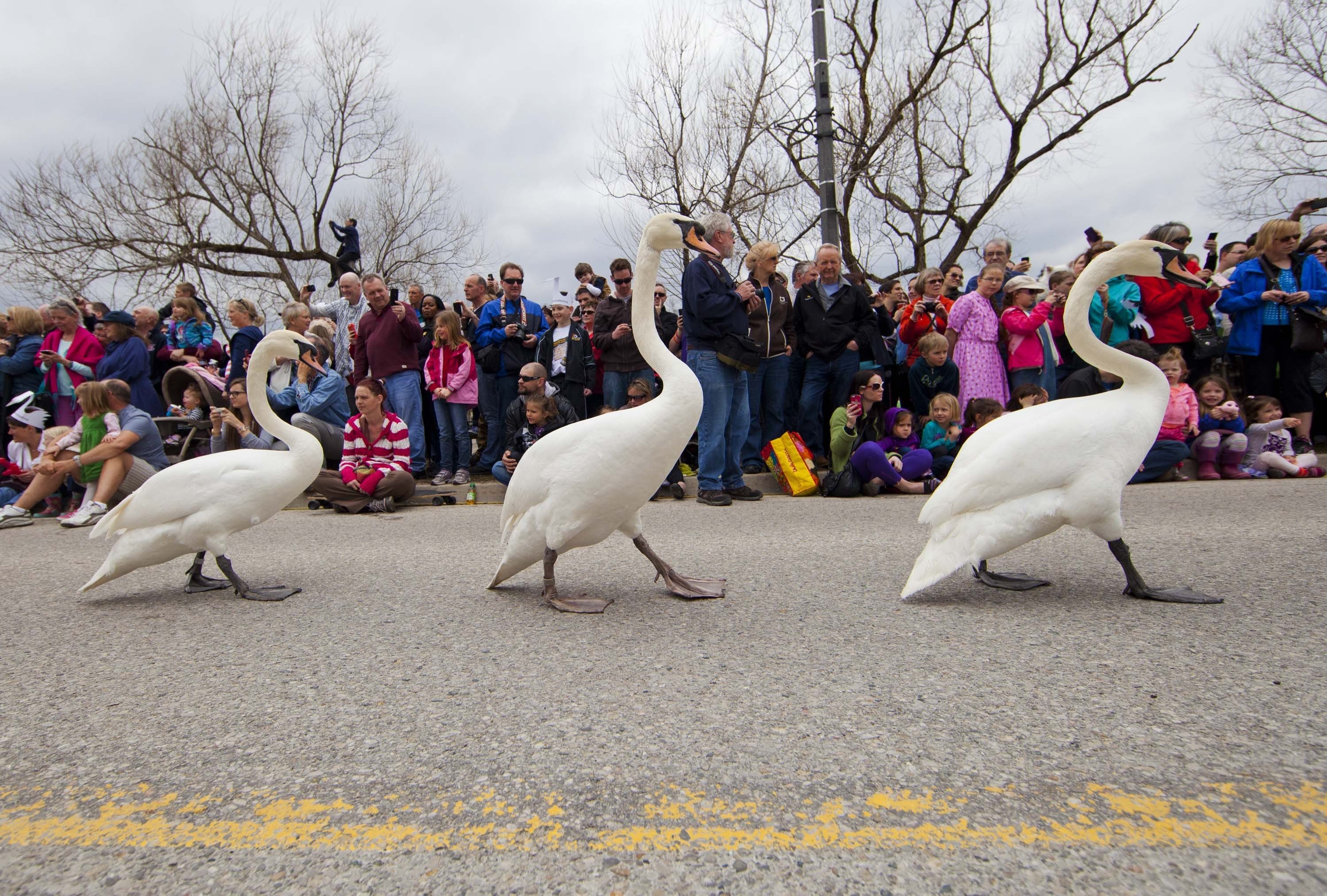 Apr. 13, 2014. A bevy of swans take part in a parade in Stratford, Ontario, Canada. As a traditional event, the parade celebrates the coming of spring every year.