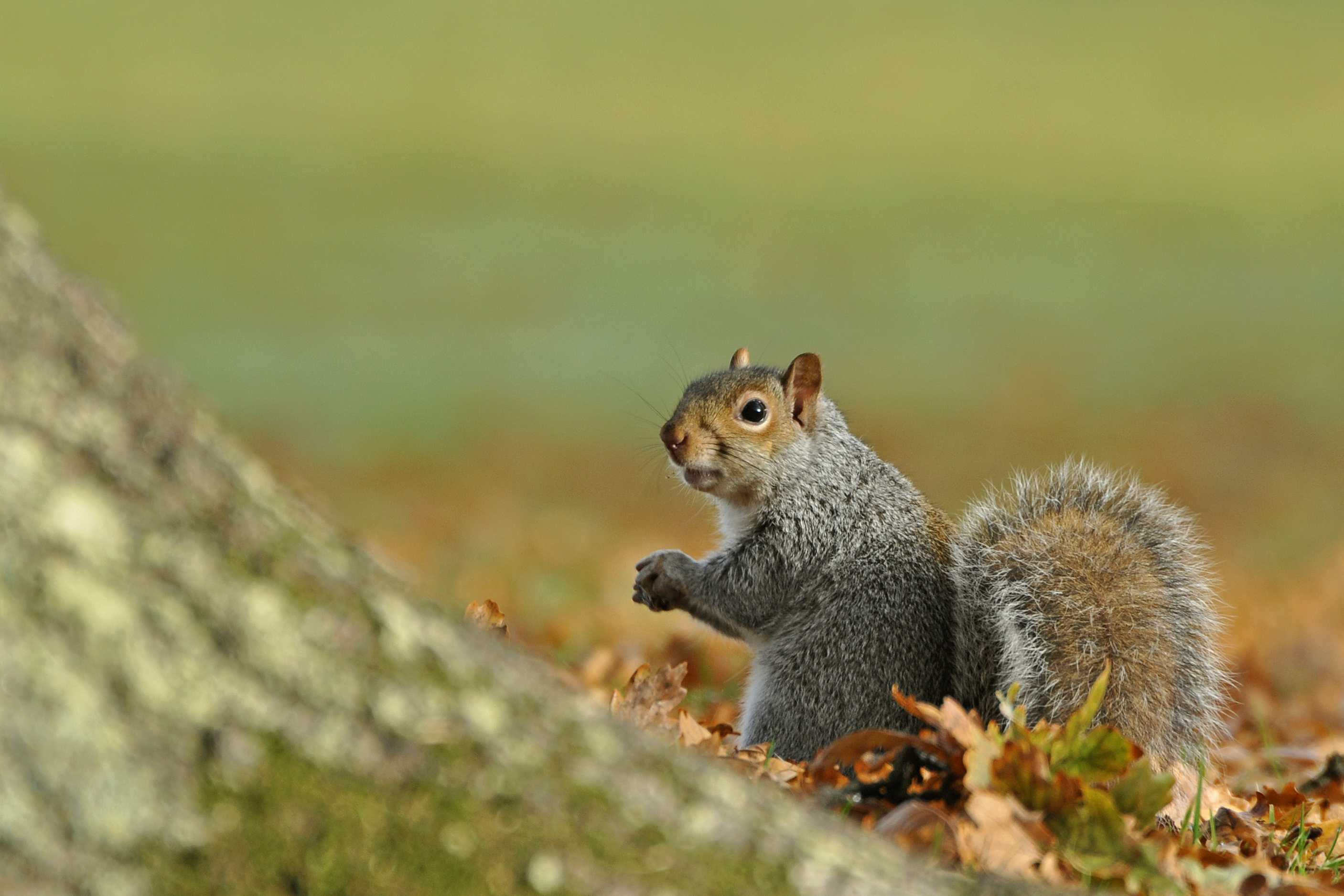 Grey Squirrel (Robert Trevis-Smith&mdash;Getty Images/Flickr RF)