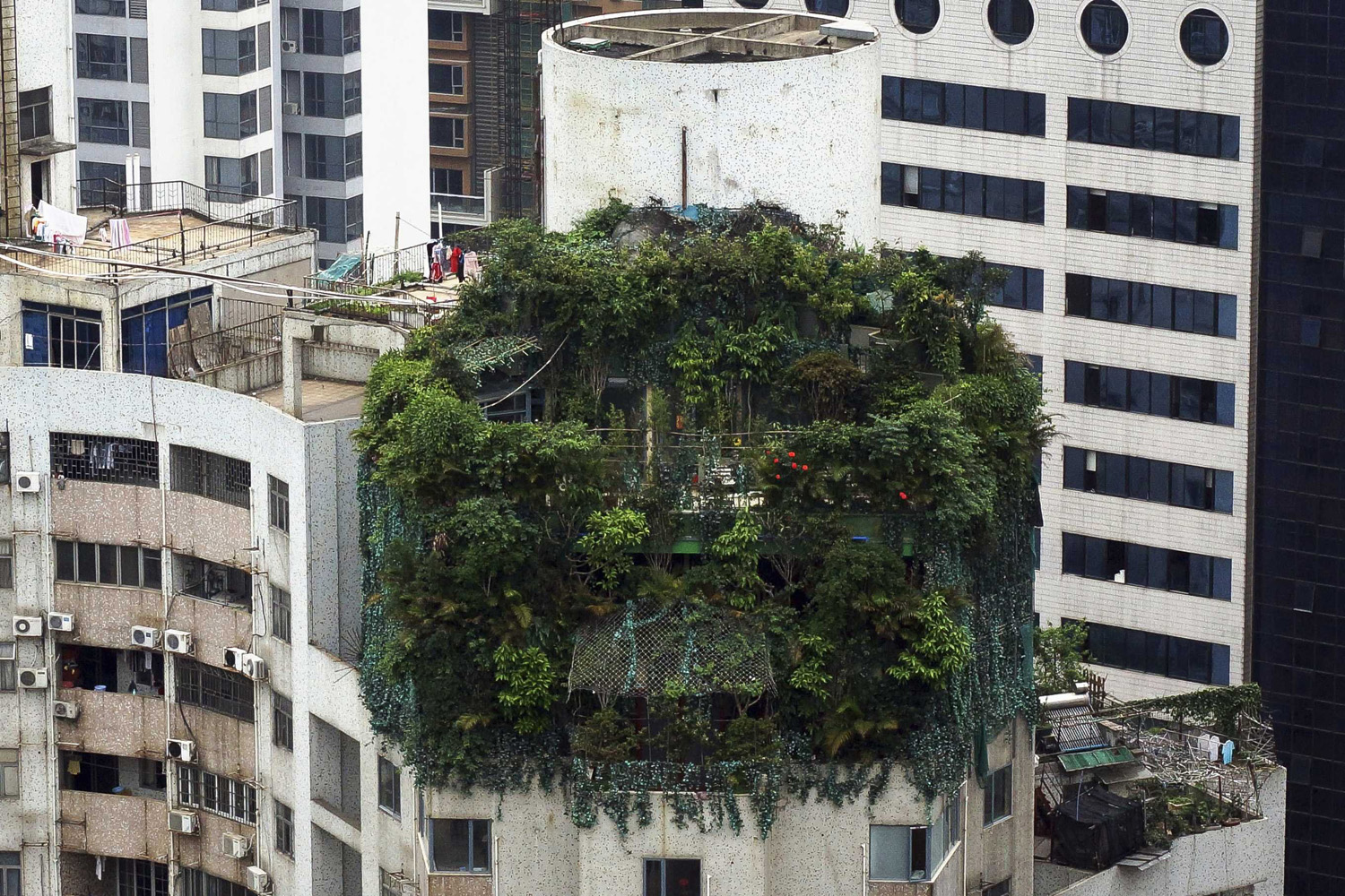 A suspected illegal construction is seen covered by green plants atop a 19-storey residential building in Guangzhou