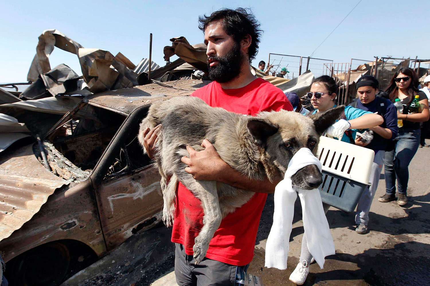 A resident carries an injured dog at the location where a forest fire burned several neighbourhoods in the hills in Valparaiso city