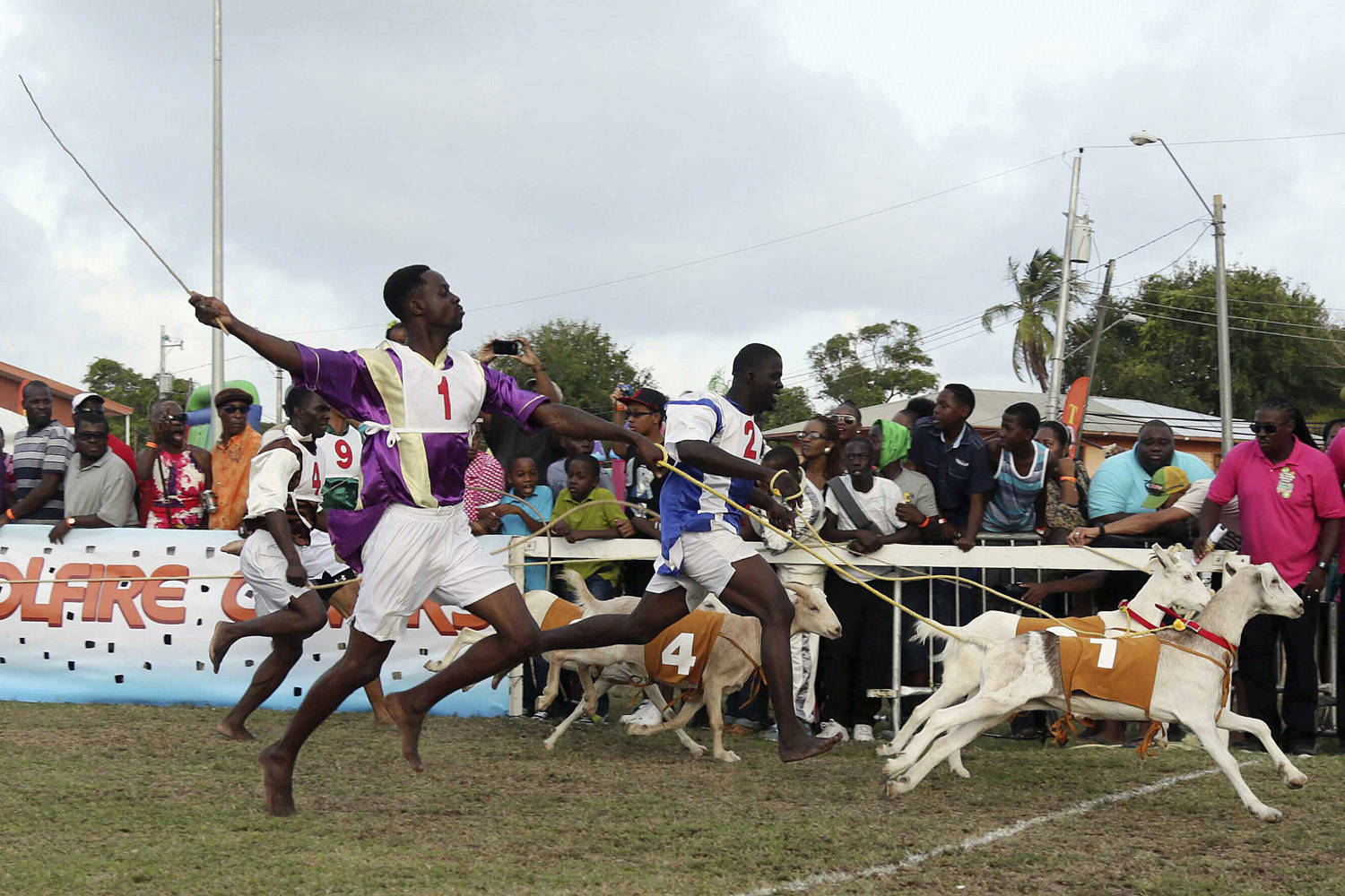 Jockey Samuel Cudjoe (1) runs his goat Bright Spark over the finish line to win the Class C2 Classic 100 metre race during the Carnbee/Mt Pleasant Community Council's 42nd annual sports meeting at the Mt Pleasant recreation ground, on Tobago island, April 21, 2014.