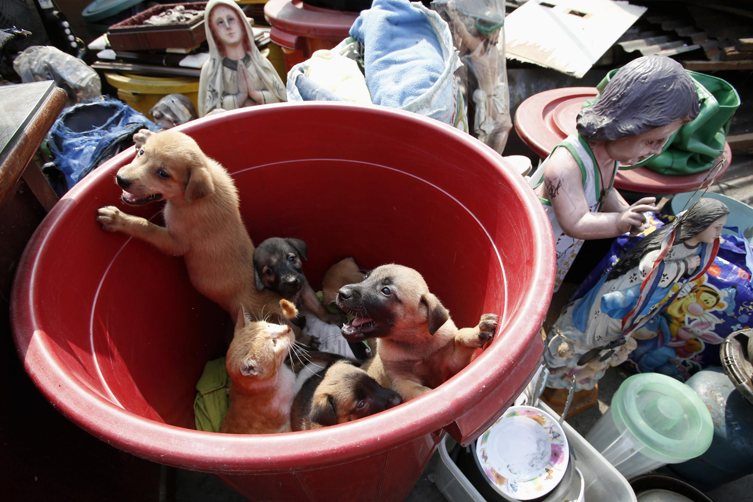 A slum dweller's pets, including puppies and a cat, look on from a plastic container next to religious statues and other belongings, after a squatter colony was demolished in Tondo, Manila April 23, 2014.