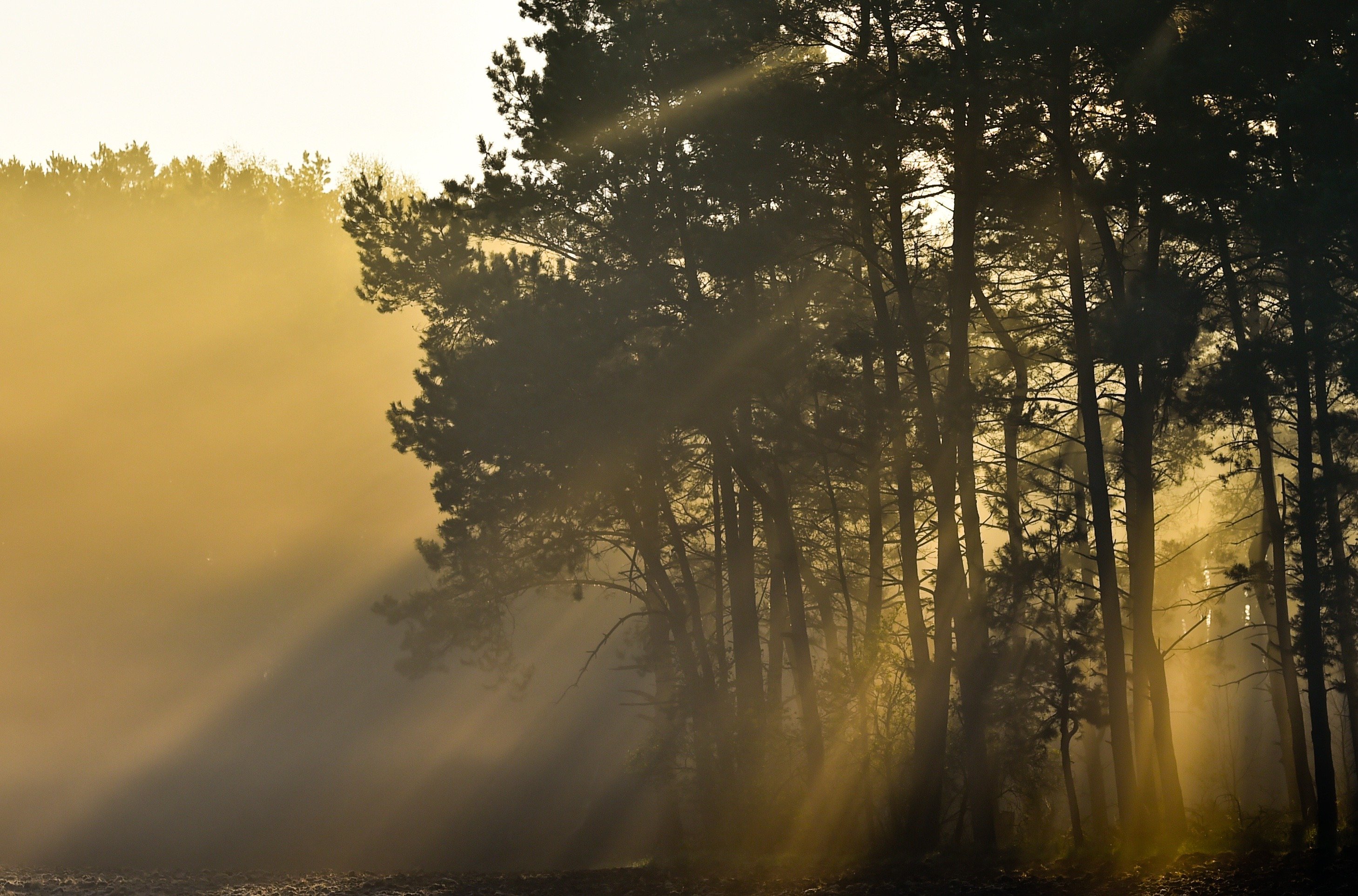 Apr. 11, 2014. The sun shines through the early morning fog behind a group of trees near Frankfurt/Oder, Germany.