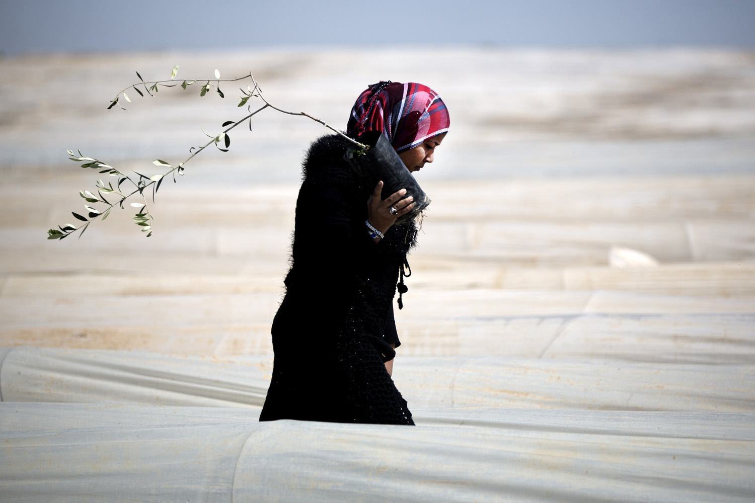 Mar. 29, 2014. A Palestinian carries an olive tree as she walks through rows of greenhouses on  Land Day  during which people traditionally plant olive trees near the Israeli border in Jabalia, in the northern Gaza Strip.