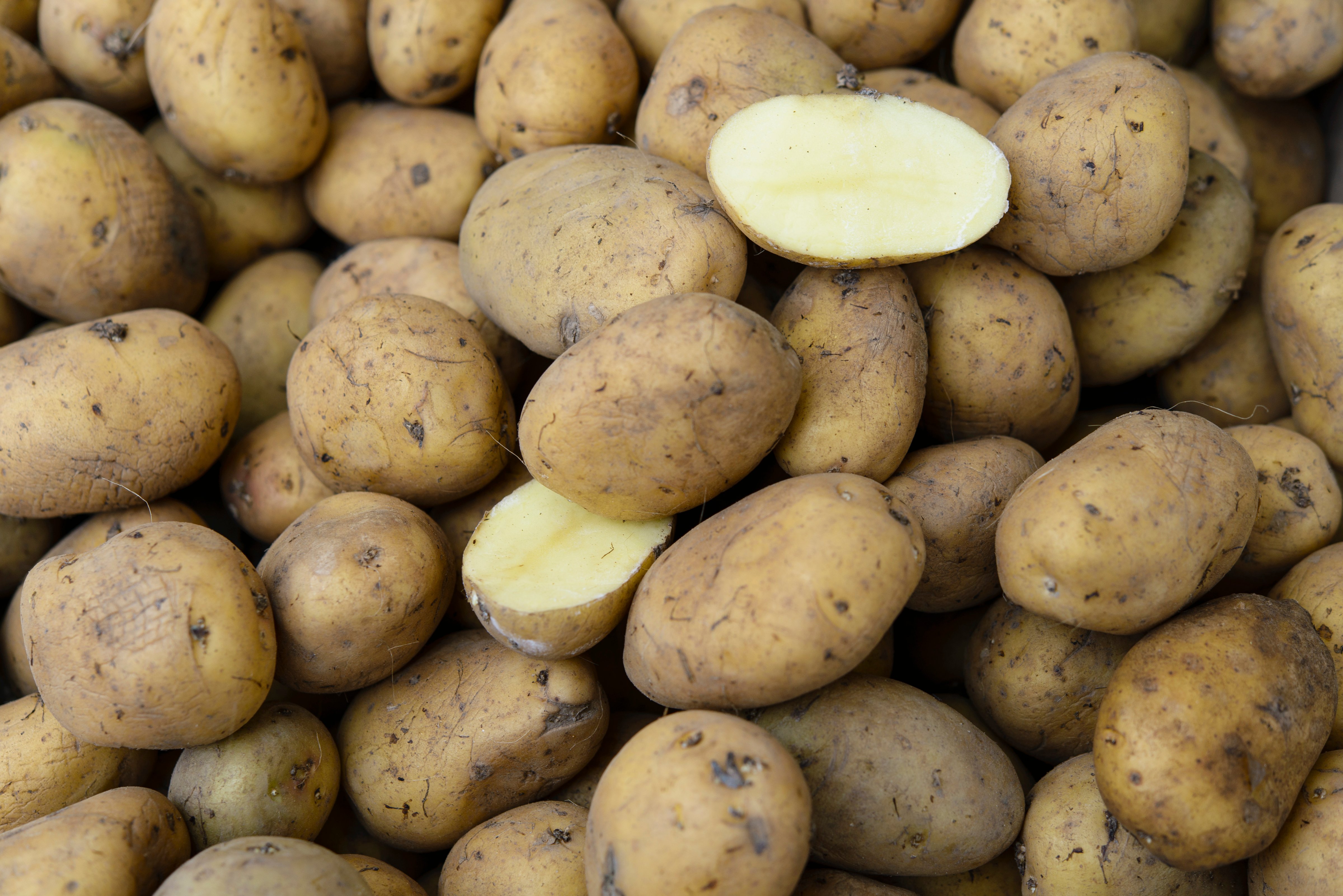 Potatoes seen at the biannual gardeners' market at the Botanical Gardens in Berlin, Germany. (Clemens Bilan&mdash;Getty Images)