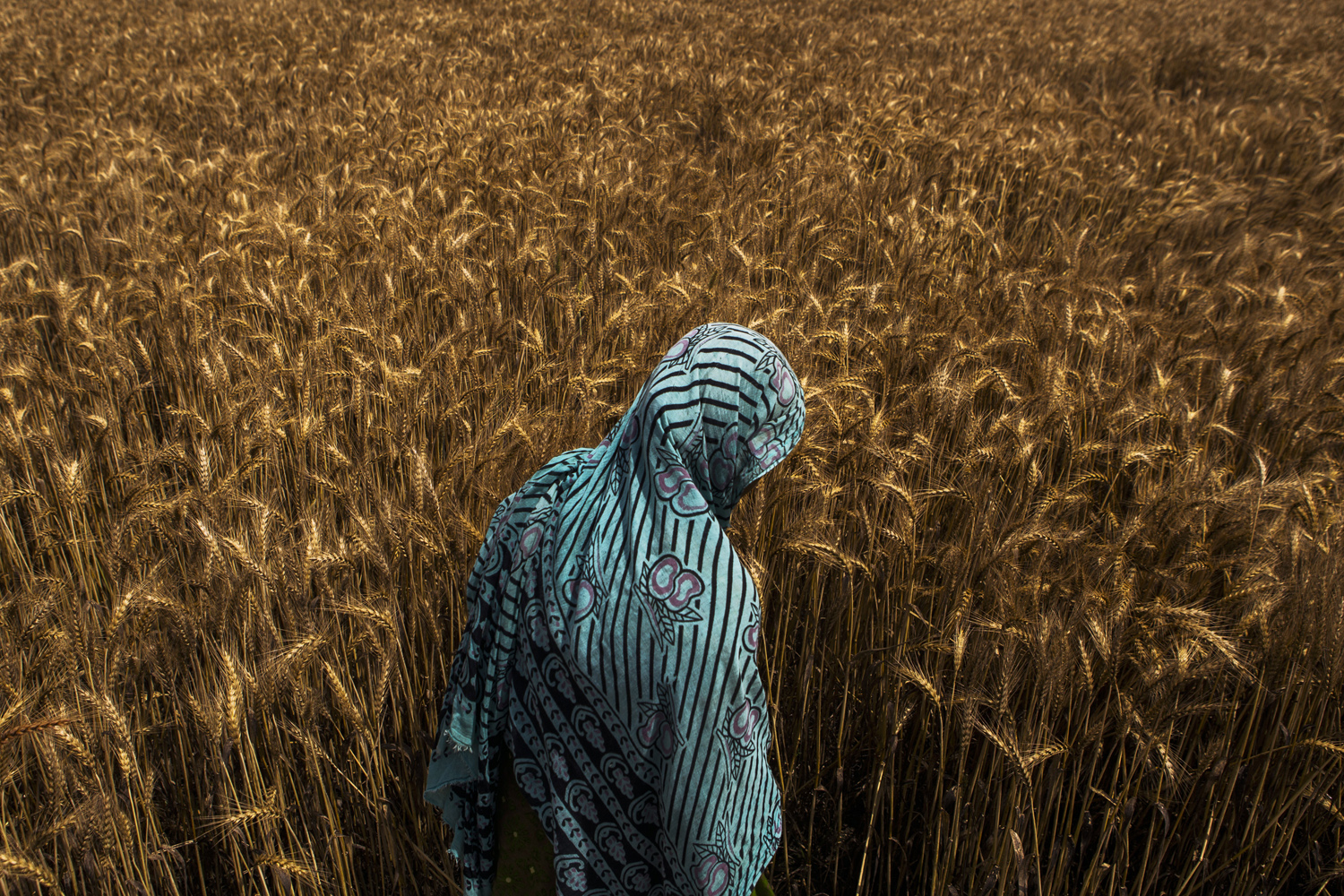 Apr. 7, 2014. A farm worker walks through a wheat field during a crop harvest in Panipat, Haryana, India.