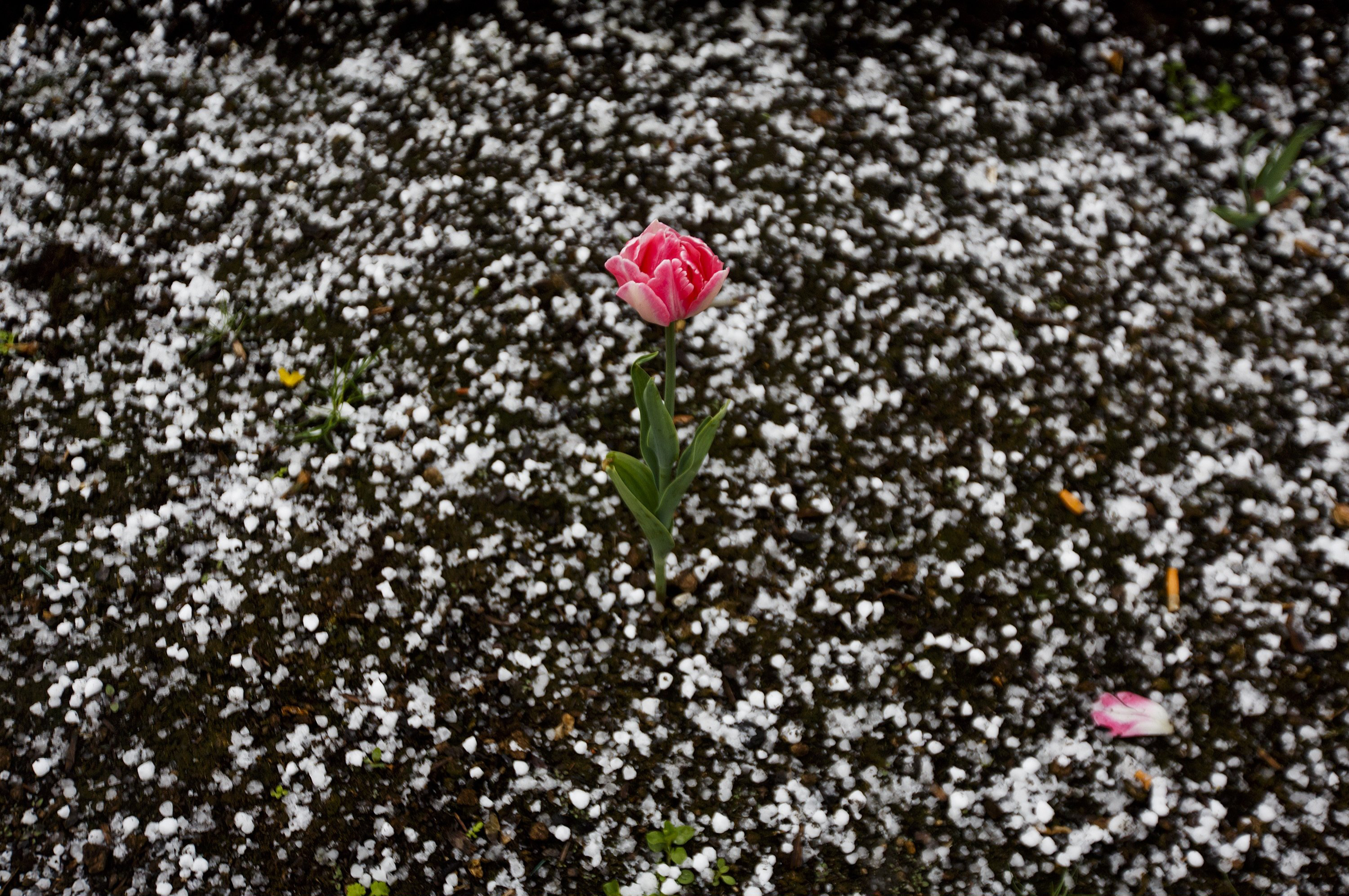 Apr. 14, 2014. A blooming tulip is surrounded by hail after a hail shower at the Old Town Square in Prague, Czech Republic.