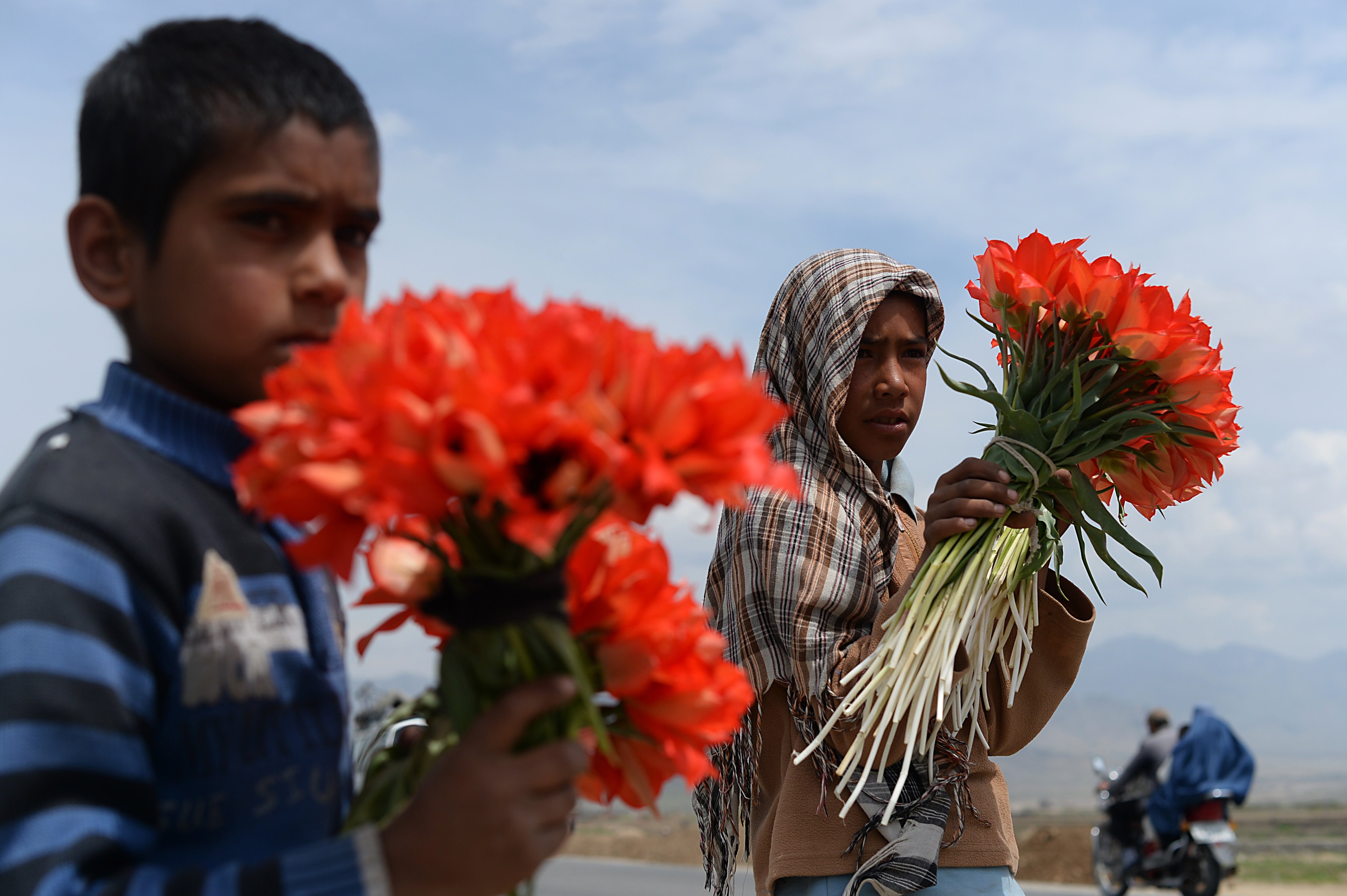 Afghan children Malik, 8, and Popal, 11, wait at a roadside with wild tulips for sale to potential customers driving through the Shamali plains, north of Kabul. (SHAH MARAI&mdash;AFP/Getty Images)