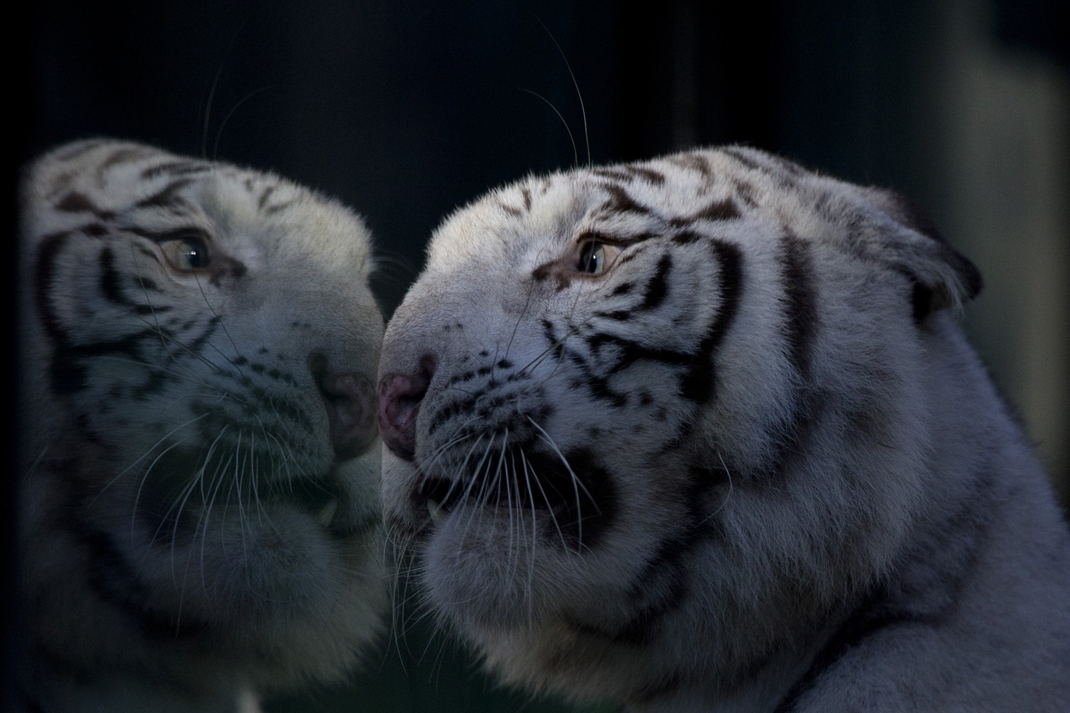Argentina Tiger Triplets
