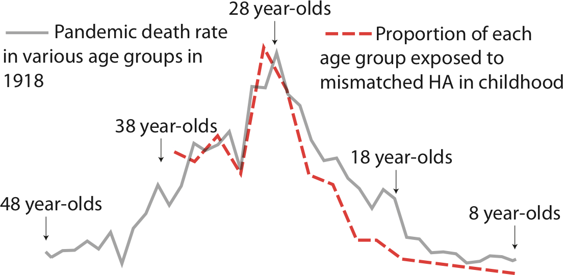 The researchers found a remarkable overlap between death rates in various age groups in 1918 and childhood exposure to an H3 flu virus that was mismatched with H1N1 pandemic virus. Credit: (Michael Worobey)