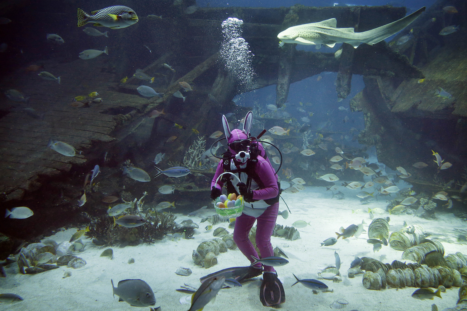 A diver dressed as the Easter Bunny swims among sharks, rays and other species of fish in the Shipwreck habitat, Thursday, April 17, 2014 at the South East Asia Aquarium of Resorts World Sentosa, a popular tourist attraction in Singapore.