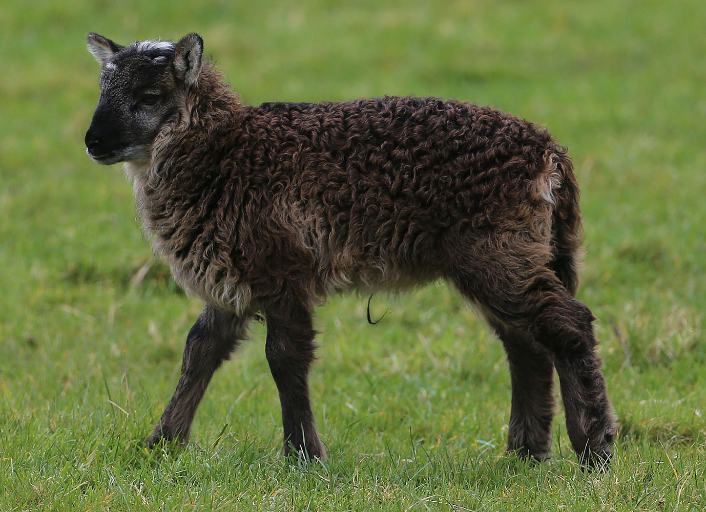 Geep: Sheep-Goat Crossbreed in Ireland | Time