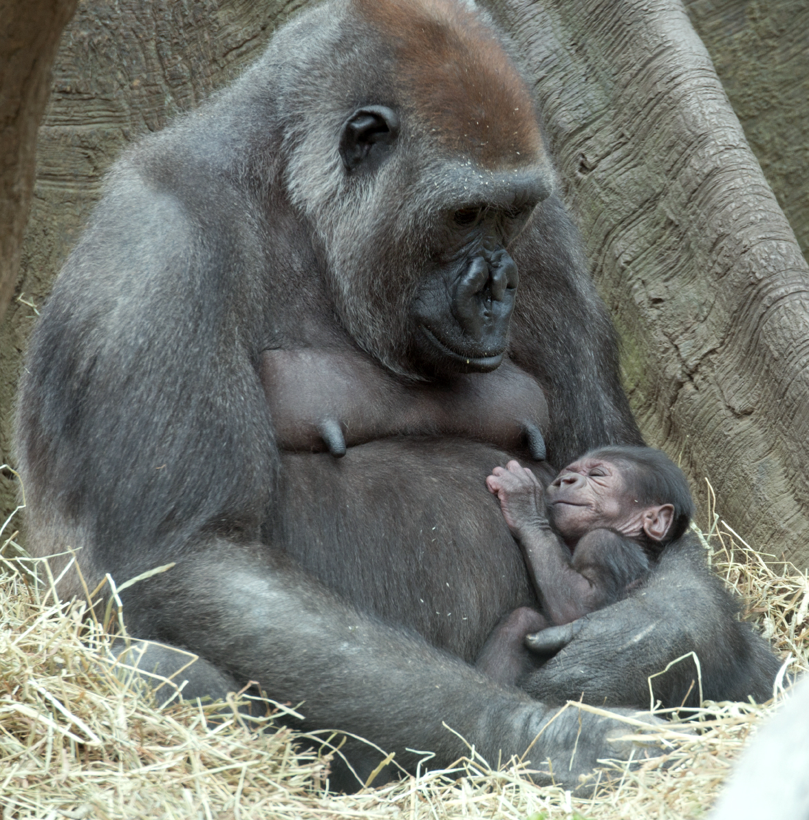 Tuti, a female Western Lowland gorilla looks down at her sleeping baby at the Bronx Zoo in New York. With the addition of two new baby gorillas recently born at the zoo, the Bronx Zoo's Congo Gorilla Forest is now home to 20 gorillas. (Julie Larsen Maher—WCS/AP)