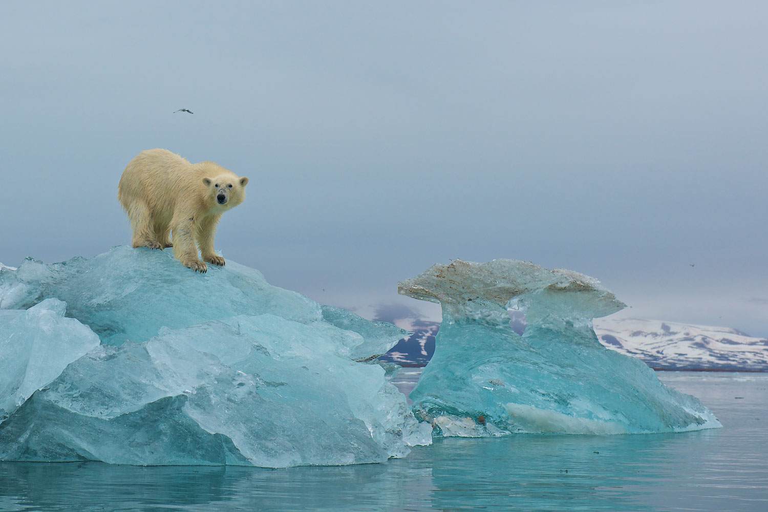 A polar bear scans the surrounding area for seals from the top of a large piece of glacial ice in Liefdefjorden, Svalbard in 2011. (Rebecca Jackrel—Barcroft Media/Getty Images)