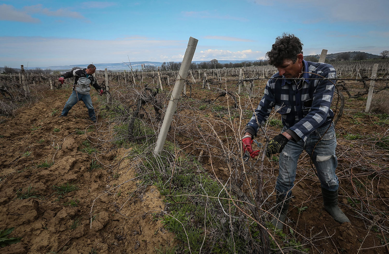Workers prune wine grapes vine on the Massandra's vineyard near Sevastopol, Crimea, March 28, 2014. (Sergei Ilnitsky—EPA)