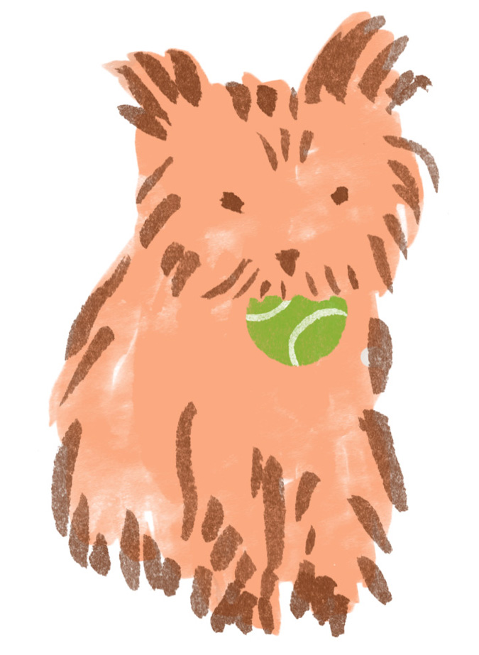 Dog with a tennis ball