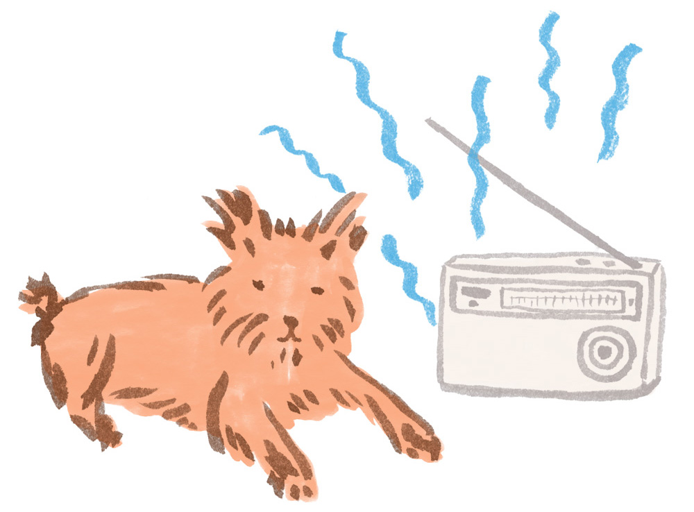Dog listening to the radio