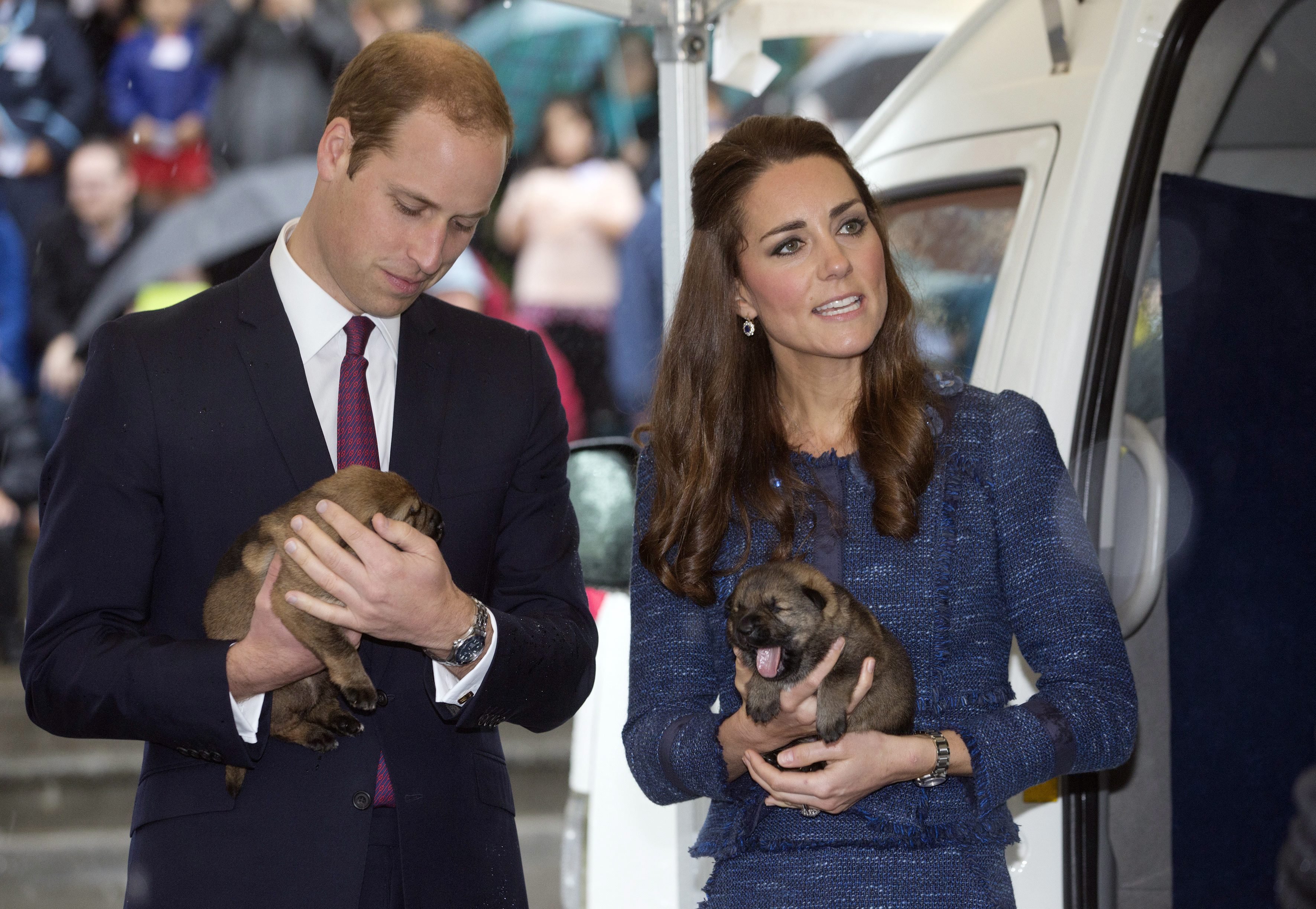 duchess-cambridge-kate-middleton-prince-william-puppies-royals.jpg