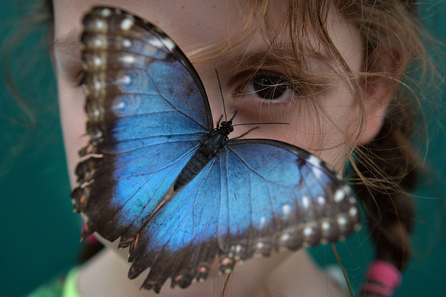 A Morpho peleides butterfly sits on the nose of a child during a photocall in the Natural History Museum's 'Sensational Butterflies' outdoor butterfly house in London on March 31, 2014.
