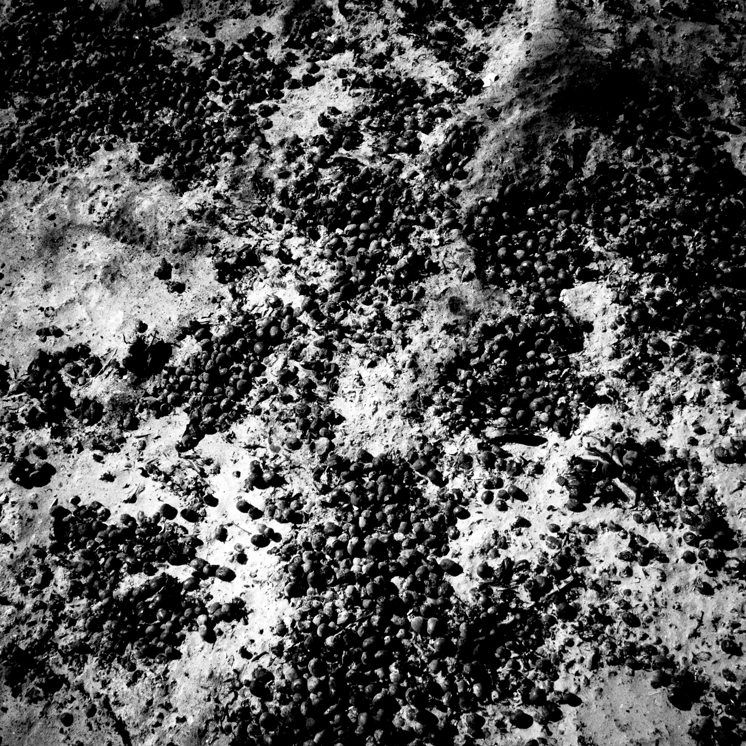 Spilled grapes. Caruthers, CA. 36°32’13”N 119°50’3”W #geographyofpoverty
                              
                              Caruthers is an unincorporated community in Fresno County, California, United States. The population was 2,497 at the 2010 census. Residents have a per capita income of $13,507 and 19% live below the poverty level.