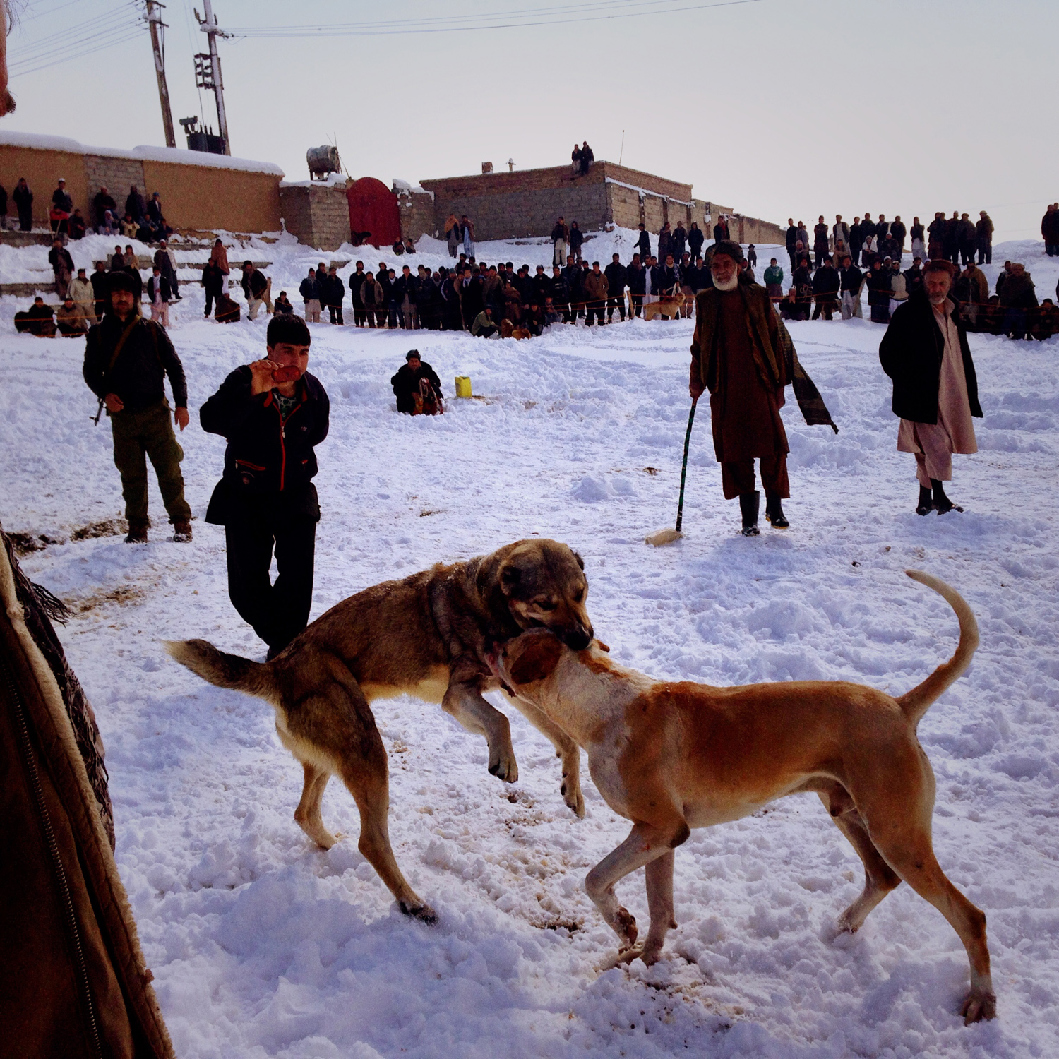 Company, Kabul, AfghanistanDog Fights. One of a handful of winter blood-sports that draw a crowd to various locations on the outskirts of Kabul each Friday. Andrew Quilty / Oculi. 7.2.2014.
