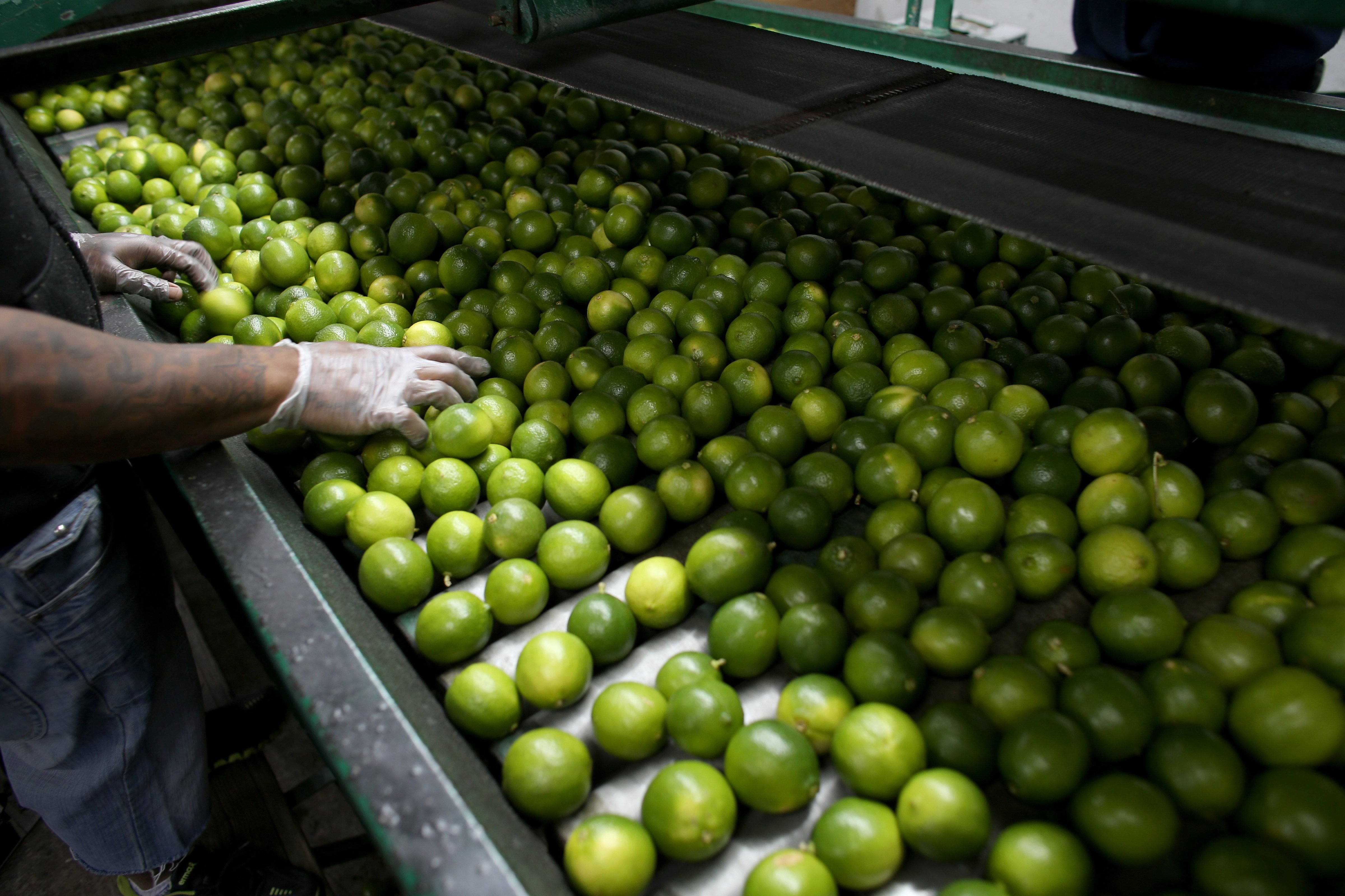 Dairoby Aldana sorts limes that have been imported from Columbia at SA Mex produce on March 26, 2014 in Miami.