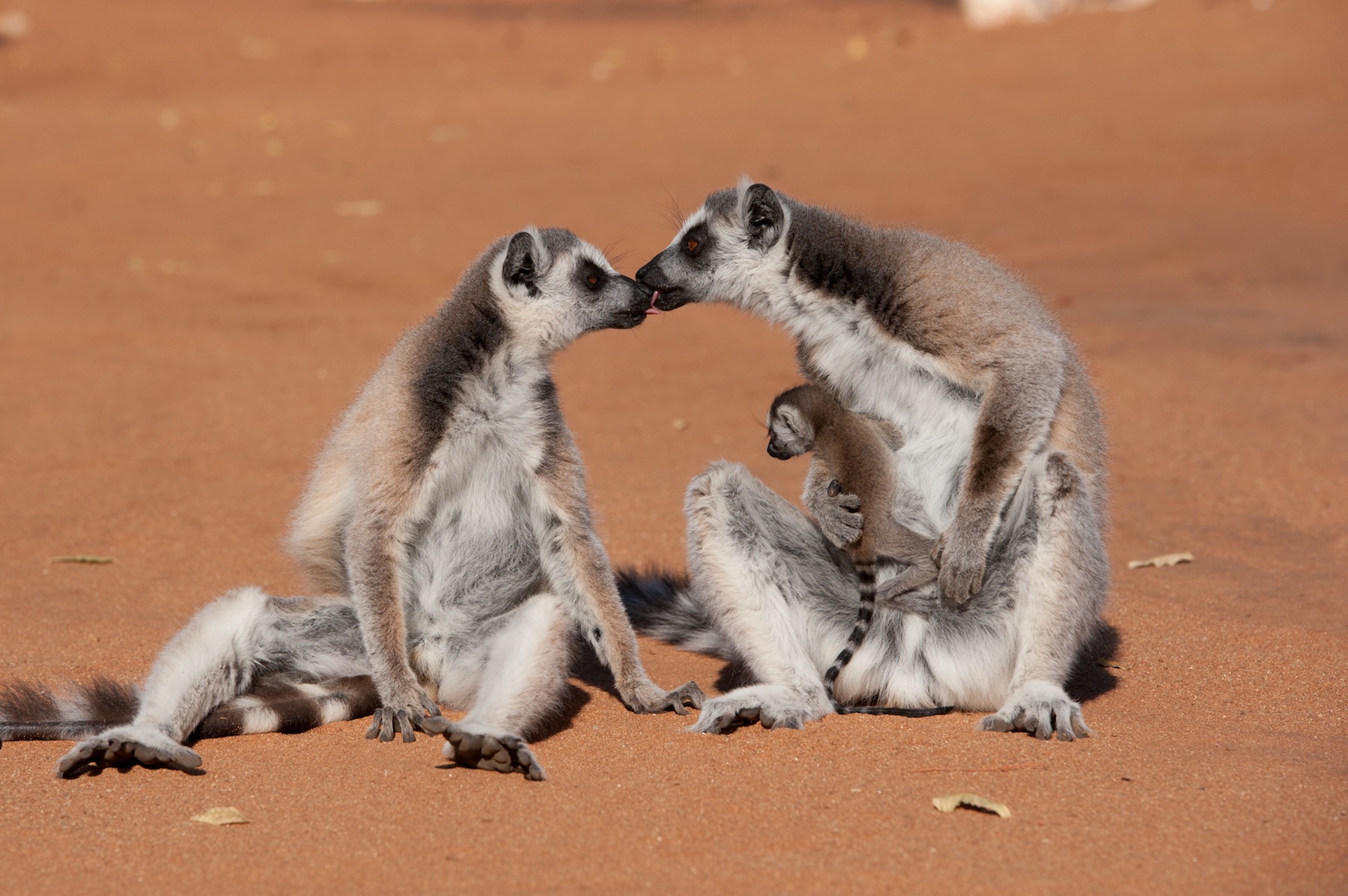 Madagascar Island of Lemurs: Rise of Pop Culture Lemurs | Time
