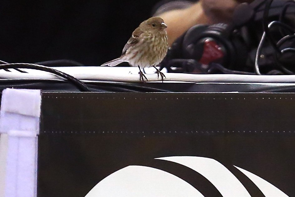 A bird sits on the scorers table in the game between the Baylor Bears and the Nebraska Cornhuskers during the second round of the 2014 NCAA Men's Basketball Tournament at AT&amp;T Center on March 21, 2014 in San Antonio, Texas.