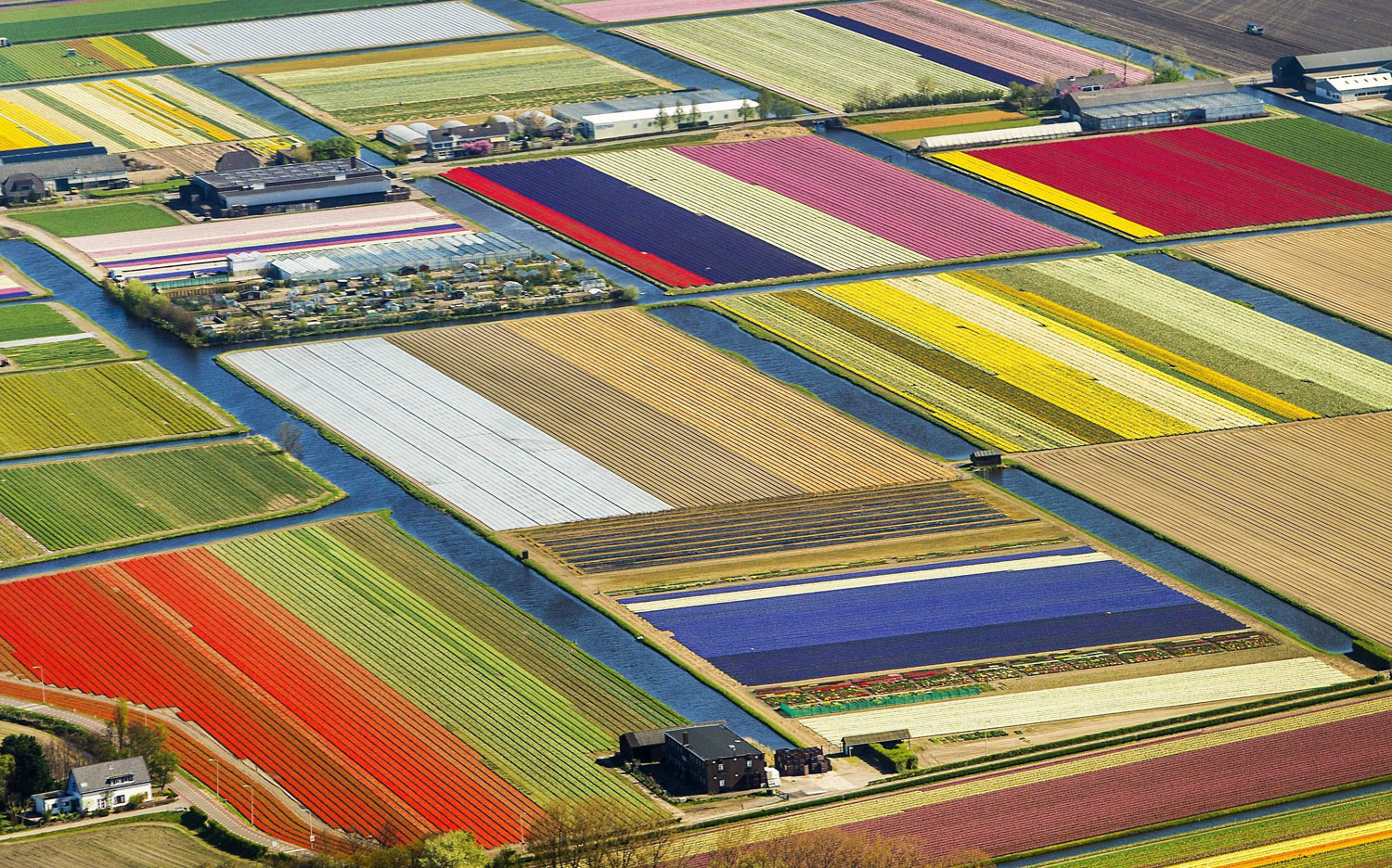 An aerial view of tulips in Lisse, Netherlands on April 9, 2014.