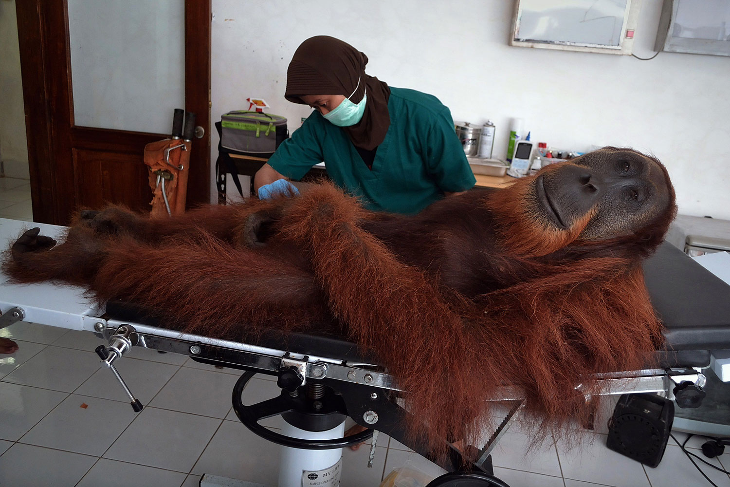 A veterinary staff member of the Sumatran Orangutan Conservation Programme center conducts medical examinations on a 14-year-old male orangutan found with air gun metal pellets embedded in his body in Sibolangit district in northern Sumatra island, April 16, 2014.