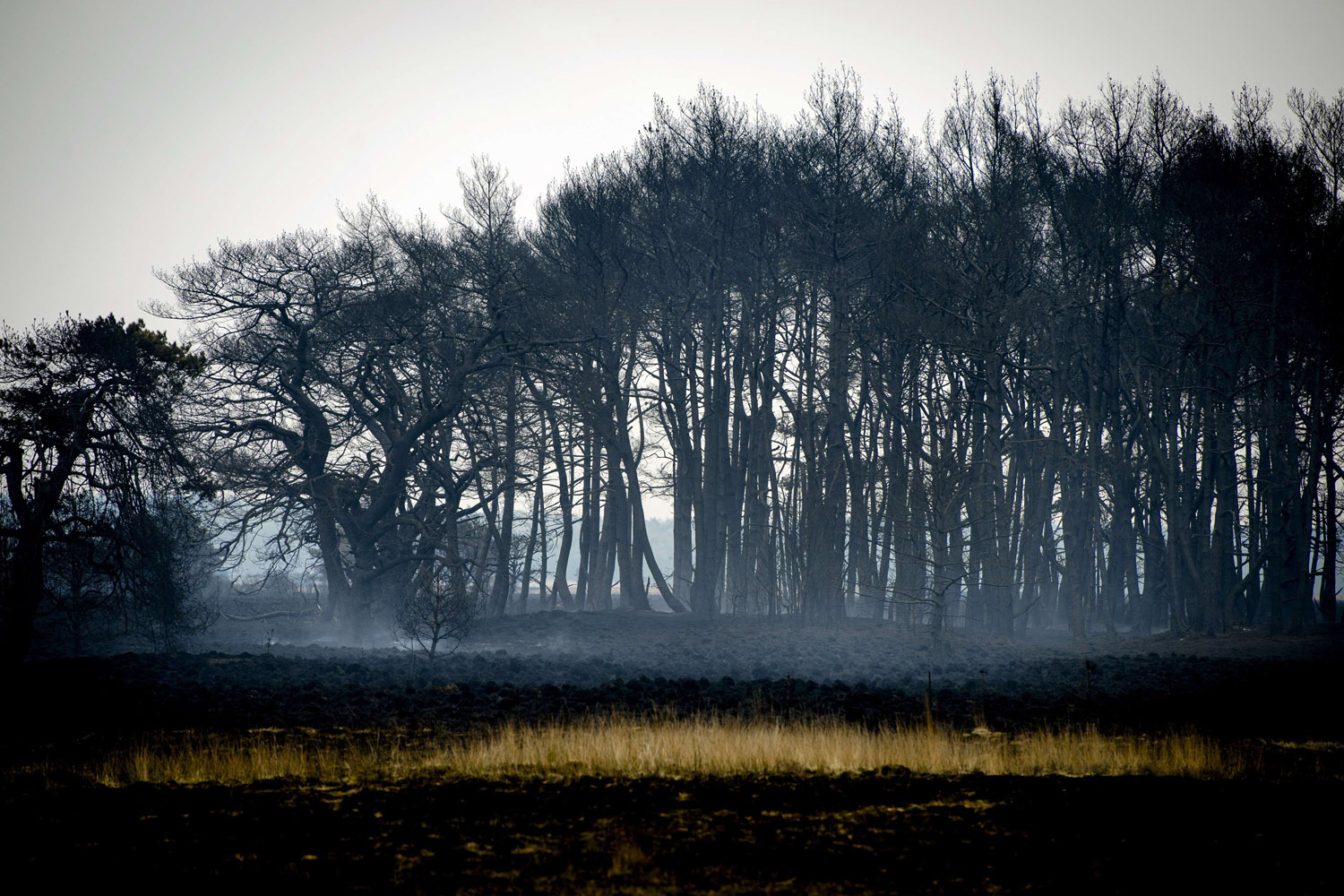 Apr. 21, 2014. A burnt section of the Netherlands' Hoge Veluwe National Park near Hoenderloo on  a day after a large wildfire destroyed more than 300 hectares.