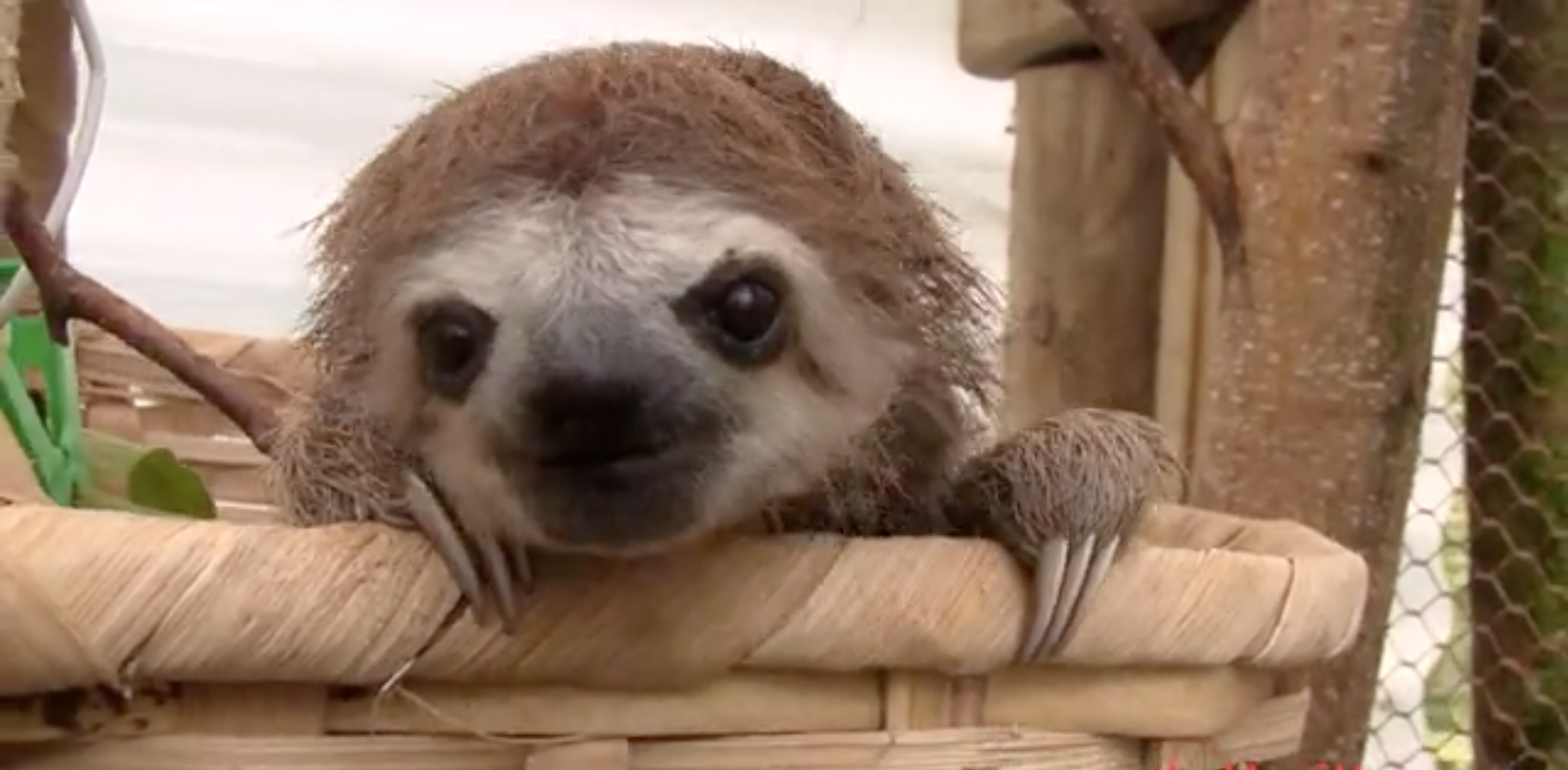 Video: Cute Baby Sloths Make Squeak Sounds | Time