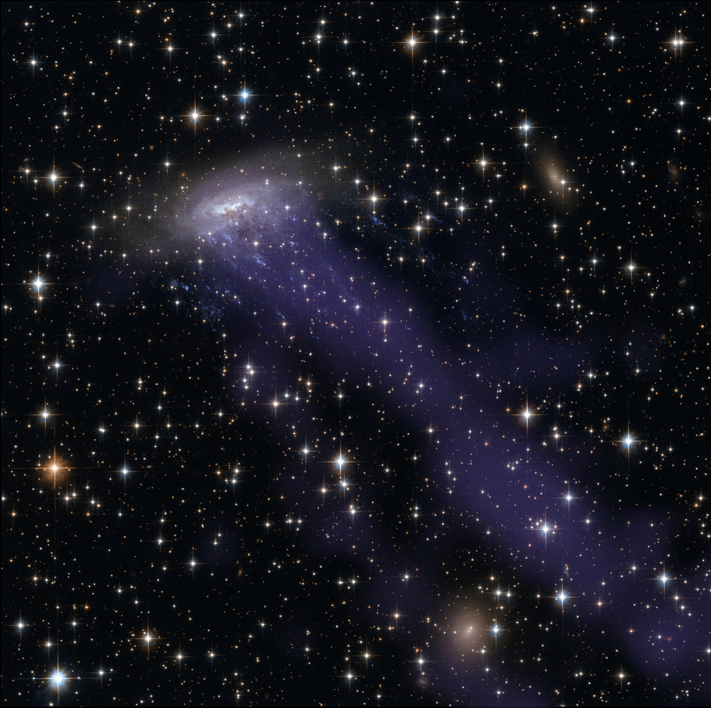 Chandra Spots Runaway Galaxy (NASA, Chandra, 03/04/14)The spiral galaxy ESO 137-001 looks like a dandelion caught in a breeze in this new composite image from the Hubble Space Telescope and the Chandra X-ray Observatory. The galaxy is zooming toward the upper left of this image, in between other galaxies in the Norma cluster located over 200 million light-years away. The road is harsh: intergalactic gas in the Norma cluster is sparse, but so hot at 180 million degrees Fahrenheit that it glows in X-rays detected by Chandra (blue). The spiral plows through the seething intra-cluster gas so rapidly - at nearly 4.5 million miles per hour - much of its own gas is caught and torn away. Astronomers call this "ram pressure stripping." The galaxy's stars remain intact due to the binding force of their gravity. Tattered threads of gas, the blue jellyfish-tendrils sported by ESO 137-001 in the image, illustrate the process. Ram pressure has strung this gas away from its home in the spiral galaxy and out over intergalactic space. Once there, these strips of gas have erupted with young, massive stars, which are pumping out light in vivid blues and ultraviolet. The brown, smoky region near the center of the spiral is being pushed in a similar manner, although in this case it is small dust particles, and not gas, that are being dragged backwards by the intra-cluster medium. From a star-forming perspective, ESO 137-001 really is spreading its seeds into space like a dandelion in the wind. The stripped gas is now forming stars. However, the galaxy, drained of its own star-forming fuel, will have trouble making stars in the future. Through studying this runaway spiral, and other galaxies like it, astronomers hope to gain a better understanding of how galaxies form stars and evolve over time. The image is also decorated with hundreds of stars from within the Milky Way. Though not connected in the slightest to ESO 137-001, these stars and the two reddish elliptical galaxies contribute to a vibrant celestial vista. NASA's Marshall Space Flight Center in Huntsville, Ala., manages the Chandra program for NASA's Science Mission Directorate in Washington. The Smithsonian Astrophysical Observatory in Cambridge, Mass., controls Chandra's science and flight operations. Full caption/images: chandra.harvard.edu/photo/2014/eso137/ Image credit: X-ray: NASA/CXC/UAH/M.Sun et al; Optical: NASA, ESA, & the Hubble Heritage Team (STScI/AURA)