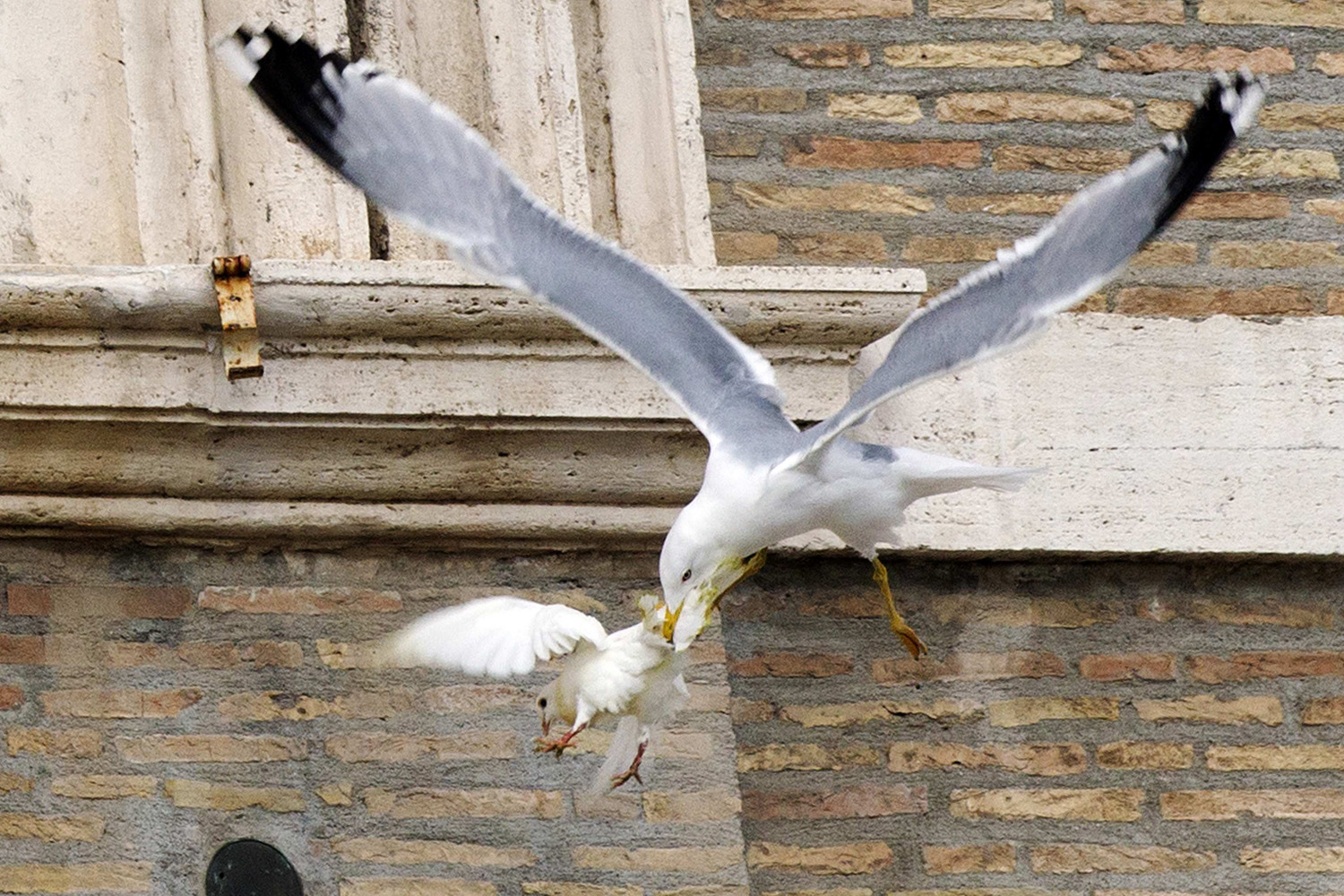 A seagull attacks a dove released during a prayer conducted by Pope Francis.