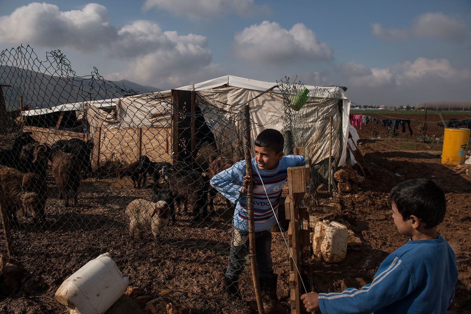 Syrian refugee, Khalid, 11, from Homs, tends to the familys goats at a tented settlement in Turbide in the Bekaa Valley, Lebanon, March 14, 2014.