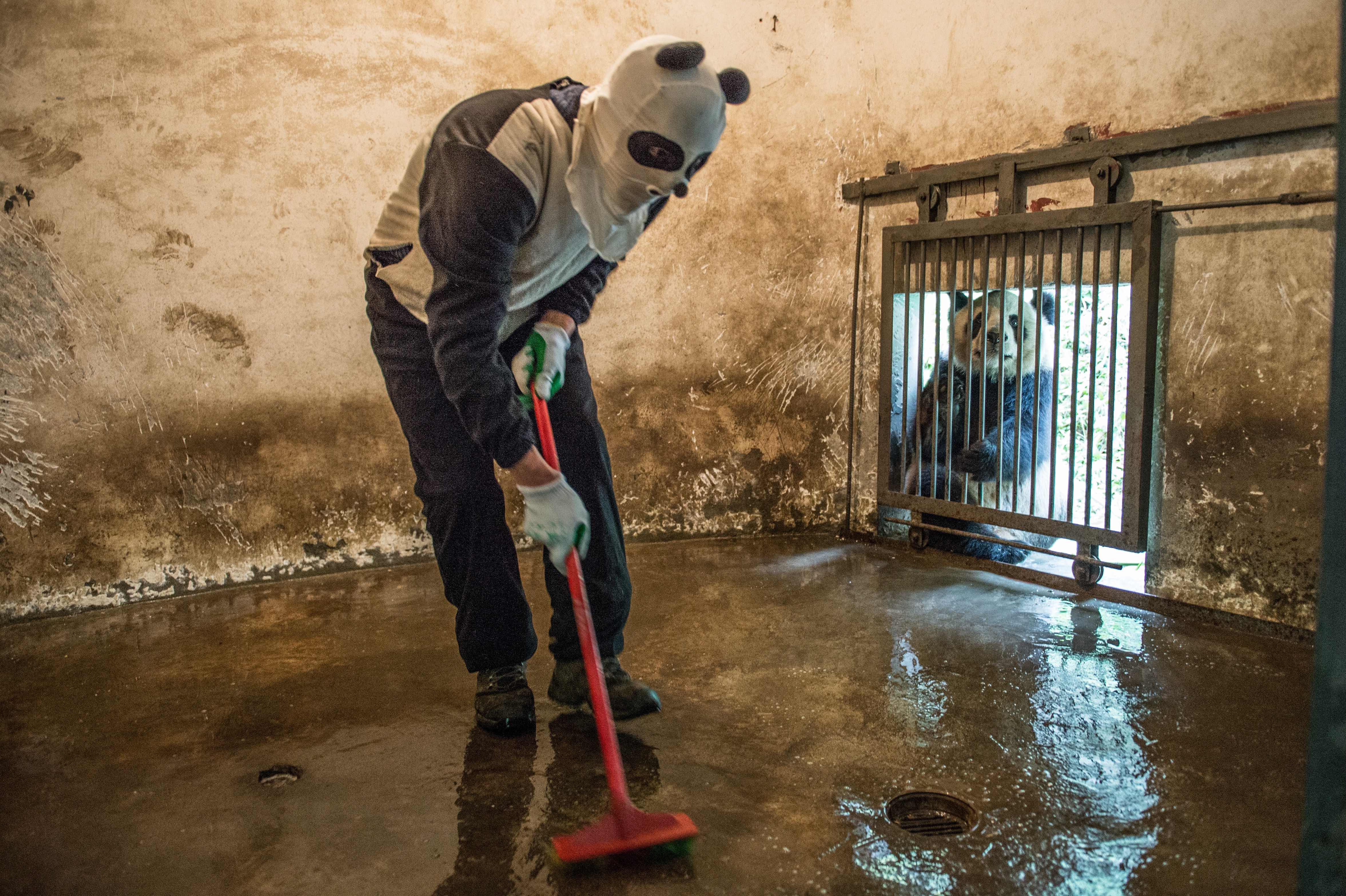 <strong>Bearly human</strong> A costumed caretaker cleans a giant-panda enclosure while an inhabitant peers in (Photograph by Ami Vitale)