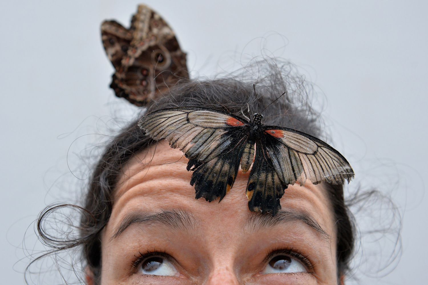 Mar. 31, 2014. 
                              A Papilio memmon butterfly sits on a womans head during a photocall in the Natural History Museum's 'Sensational Butterflies' outdoor butterfly house in London.