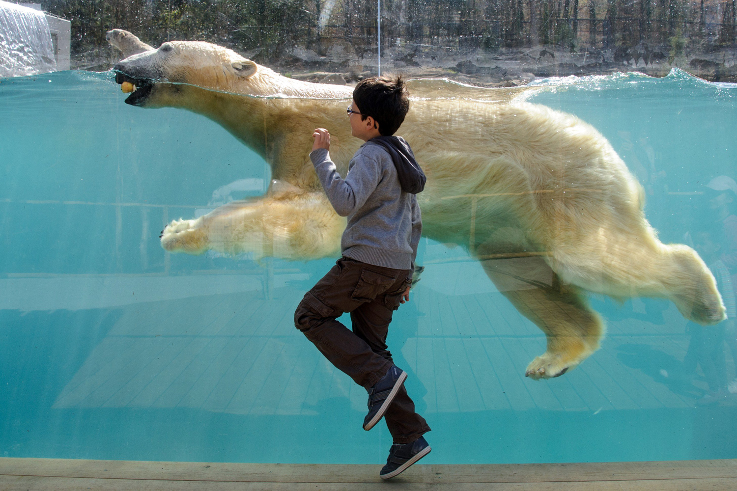 A child looks at a polar bear during the opening day of the new polar area at the Mulhouse Zoo on April 2, 2014.