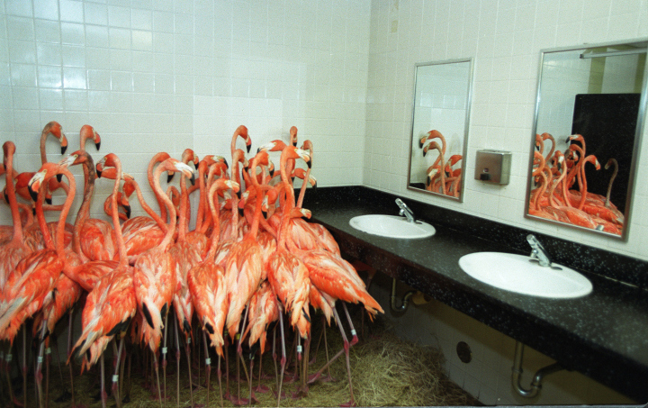 Flamingos in the Bathroom at Miami-Metro Zoo