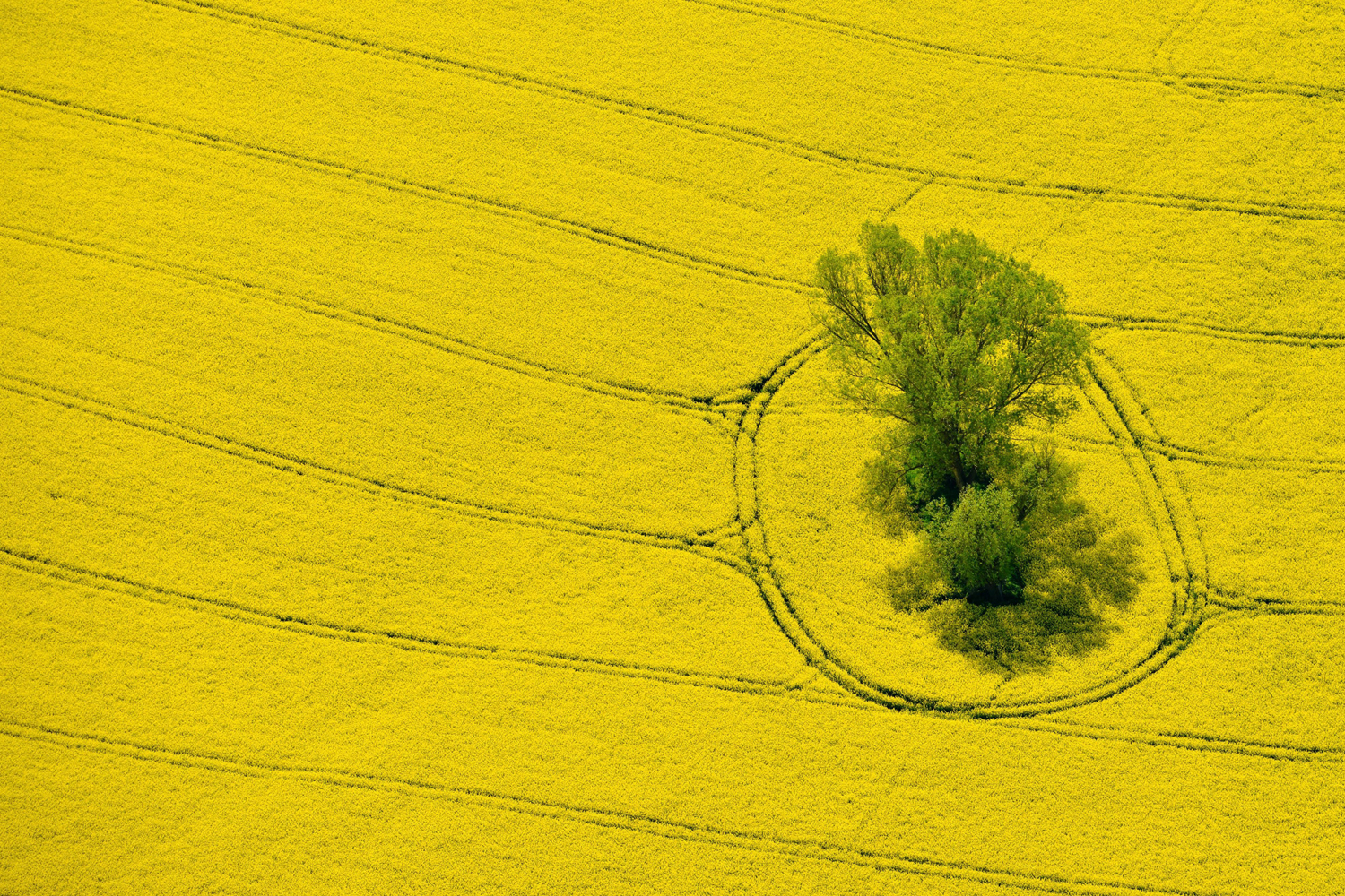 Aerial image - agricultural fields in Brandenburg