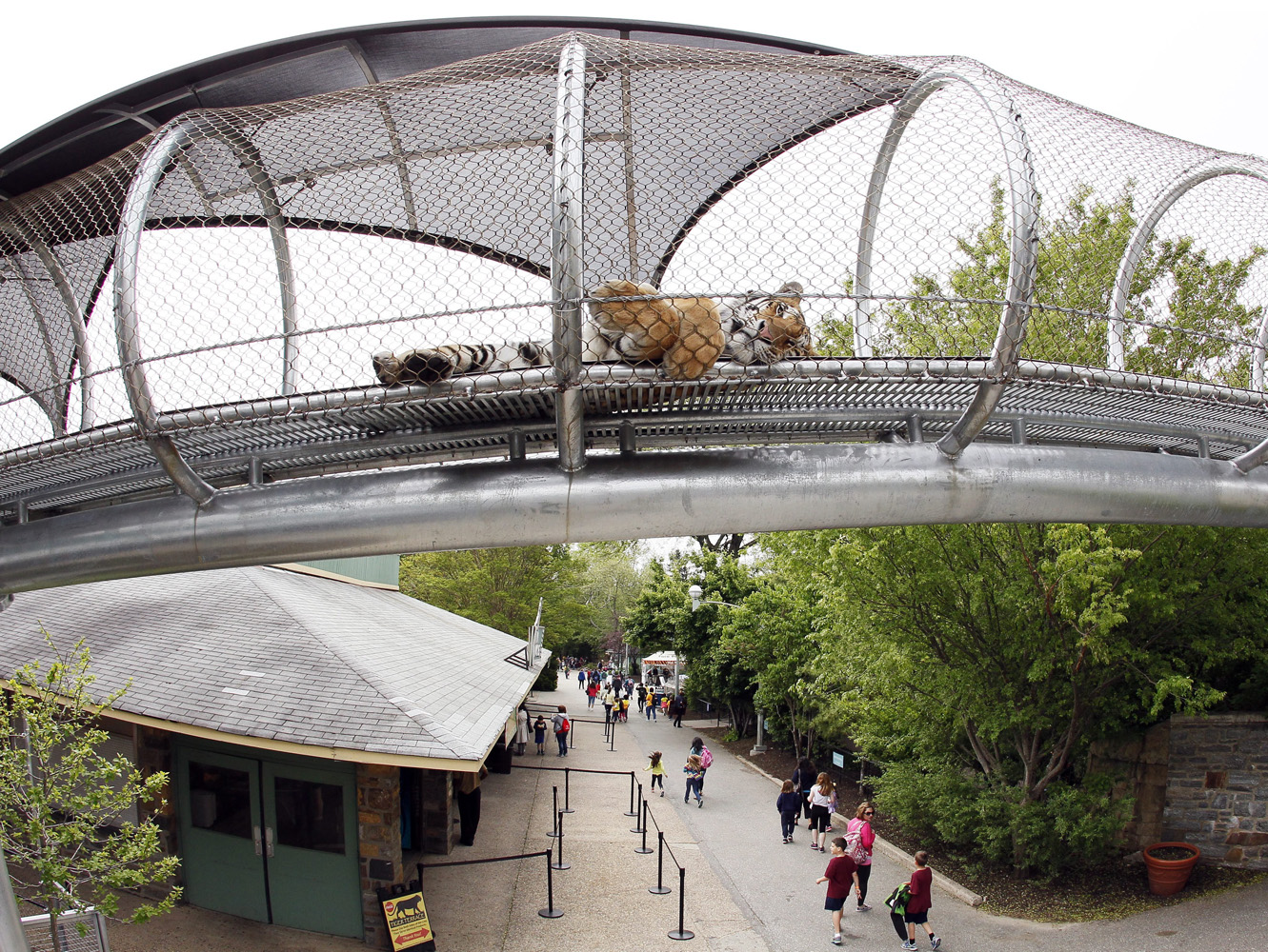 An Amur Tiger lies down to relax in the Big Cat Crossing, a mesh-engineered passageway that crosses over the main visitor path inside the Philadelphia Zoo in Philadelphia, on May 14, 2014.