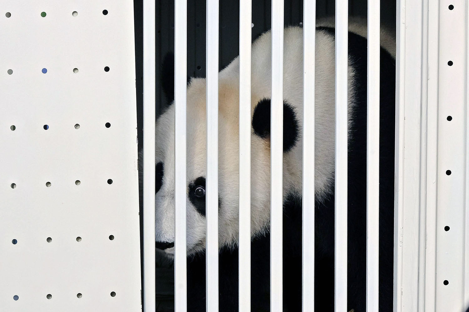 China's panda arrives in Malaysia