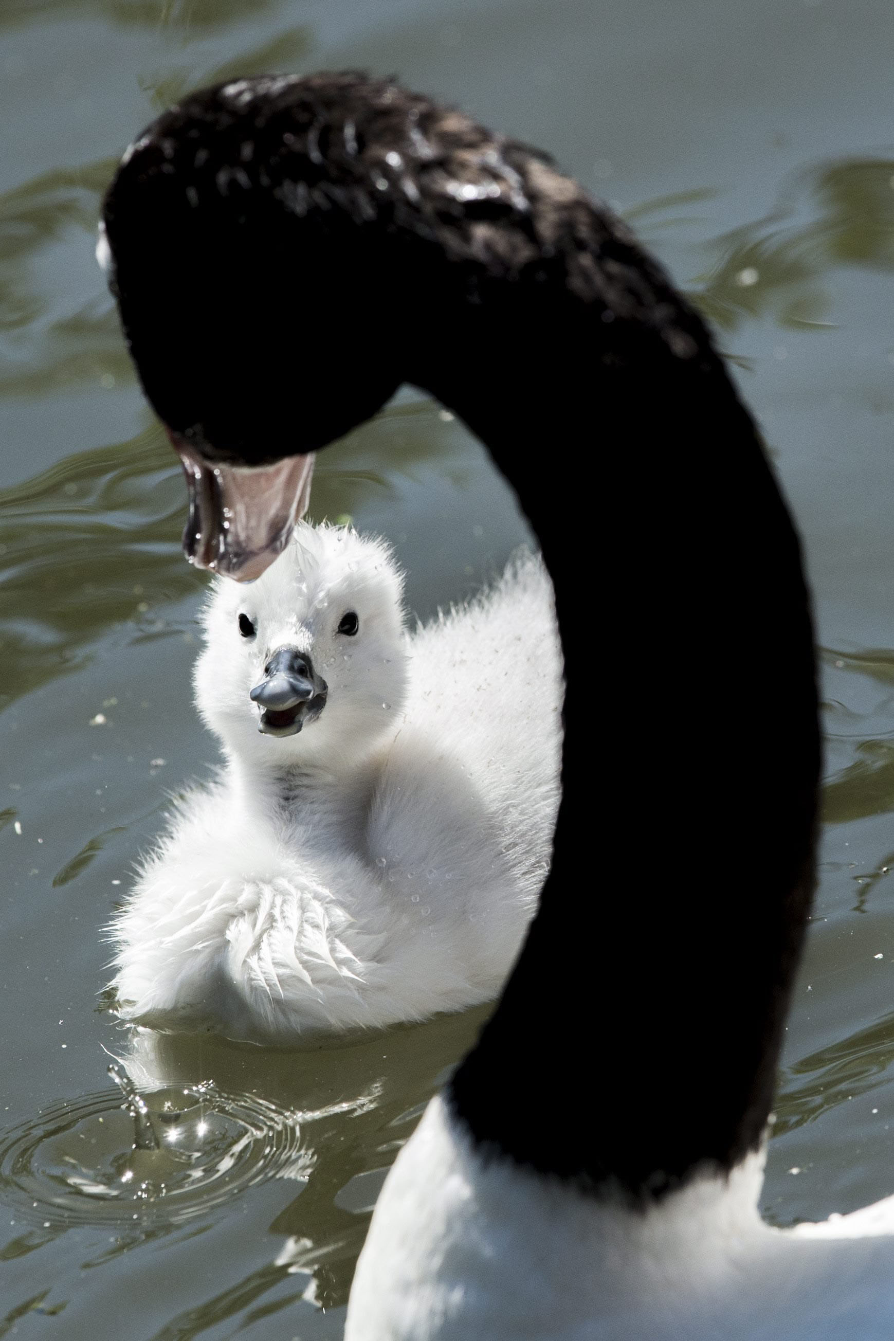 A young black-necked swan chick with its mother swim in a pond at the Zoo in Zurich, on May 21, 2014.