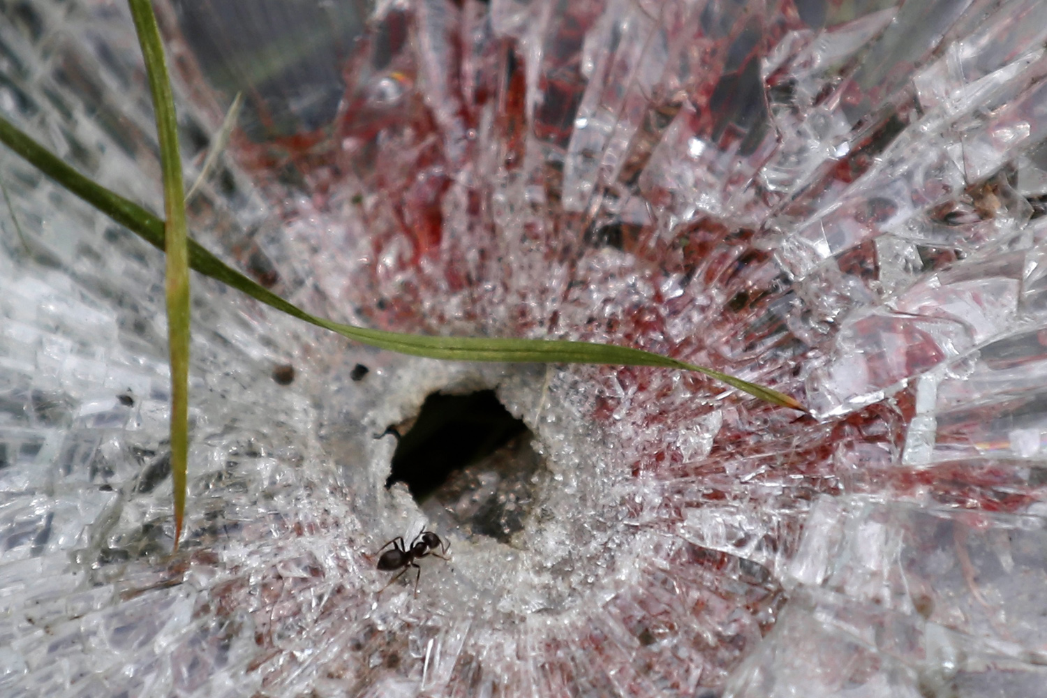 May 27, 2014. An ant crawls near the blood stained bullet hole in a window of a truck of supporters of the self-proclaimed 'Donetsk People's Republic' on road leading to the Donetsk International Airport, in Donetsk, Ukraine.