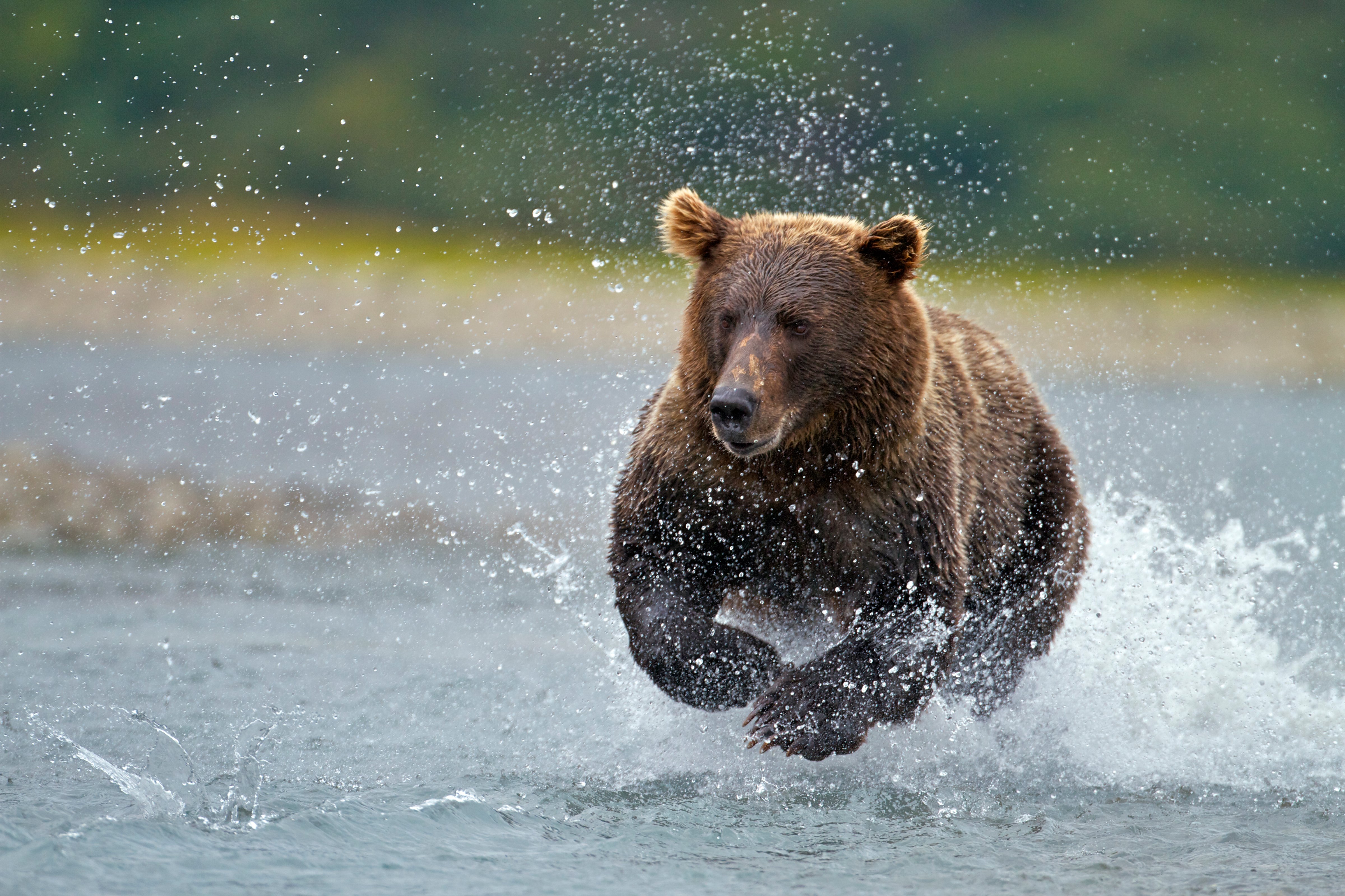 A brown Bear is pictured at sunrise catching a salmon at Mount Kukak on August 28, 2011 in Katmai National Park, Alaska. (Jon Cornforth—Barcroft Media/Getty Images)