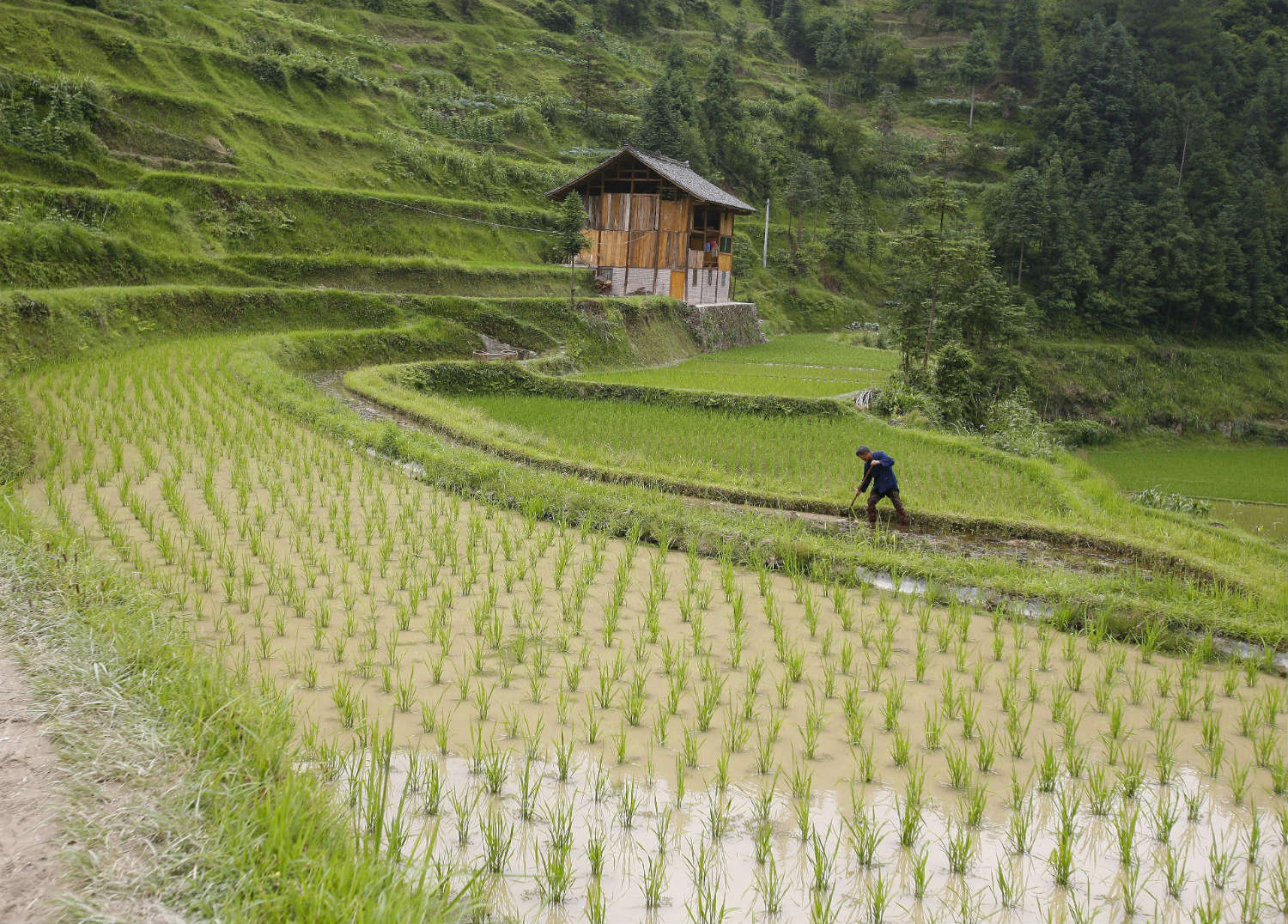 Chinese from rice-producing regions tend to be more collectivist (Sovfoto/UIG via Getty Images)