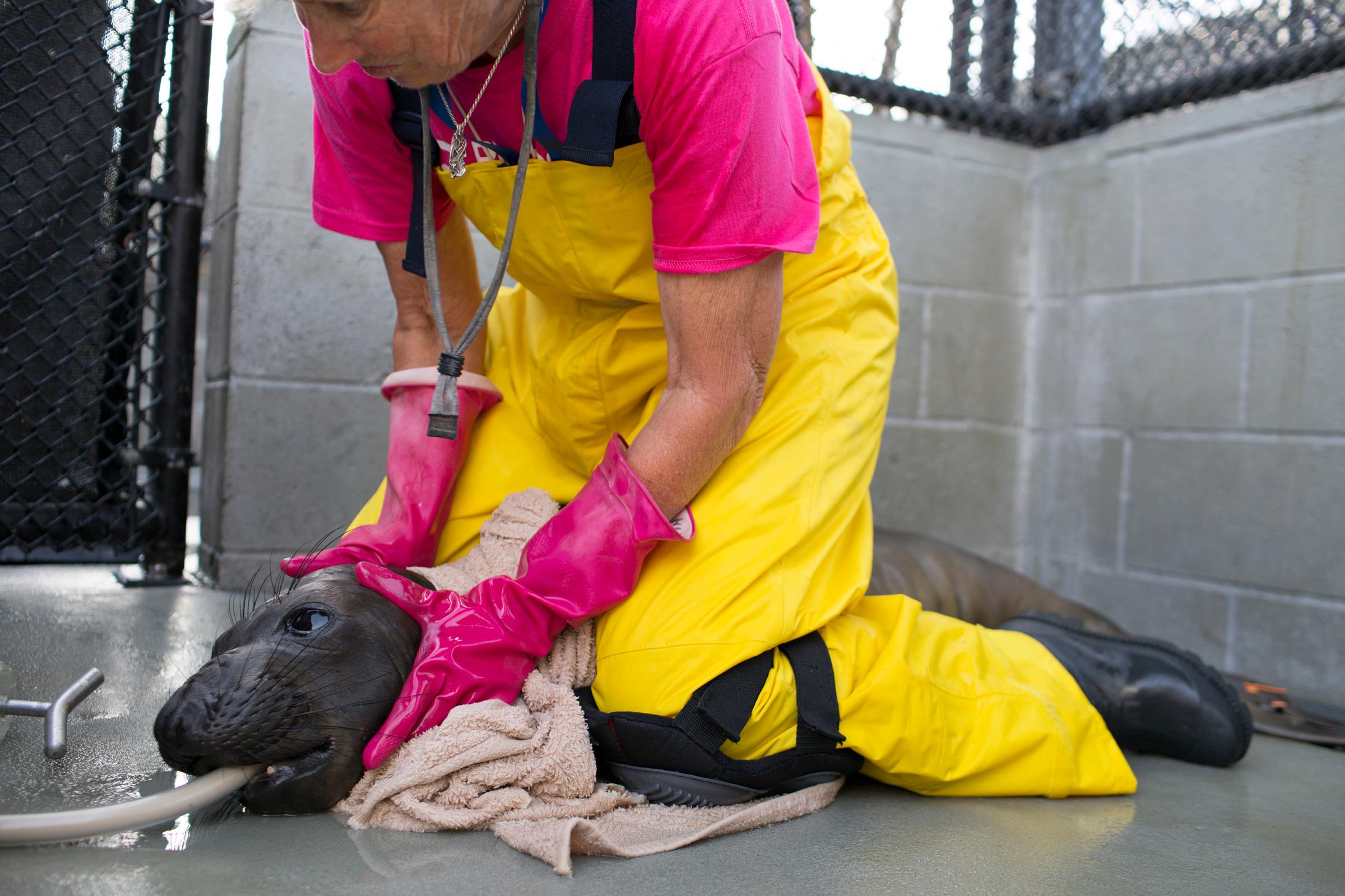 Sick Baby Seals Marine Mammal Center